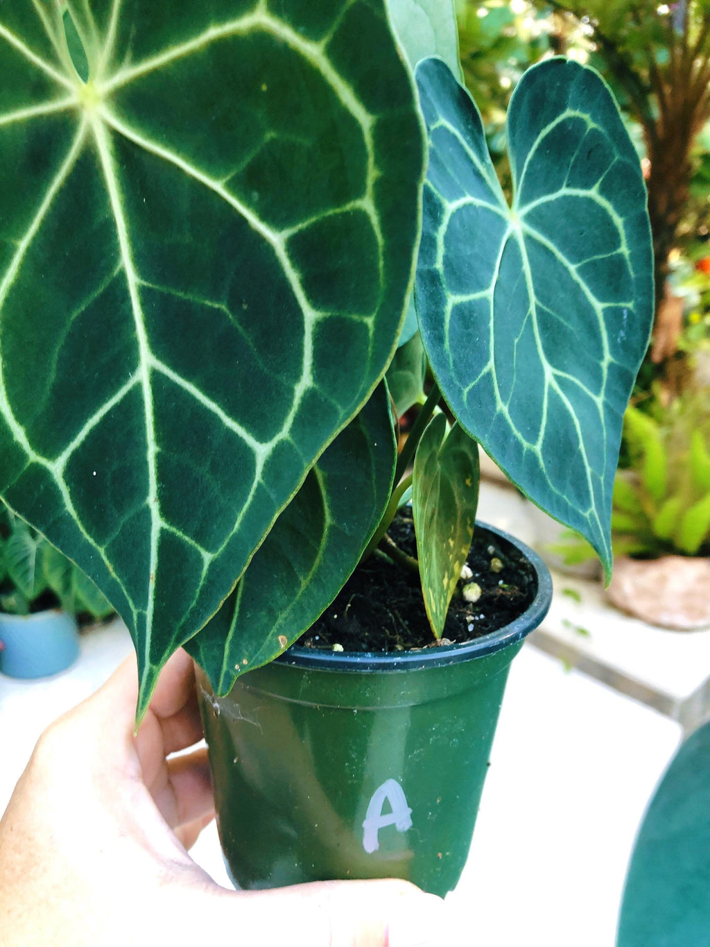 Anthurium Clarinervium Heart Aroid Live House Plant 4 Potted Gift