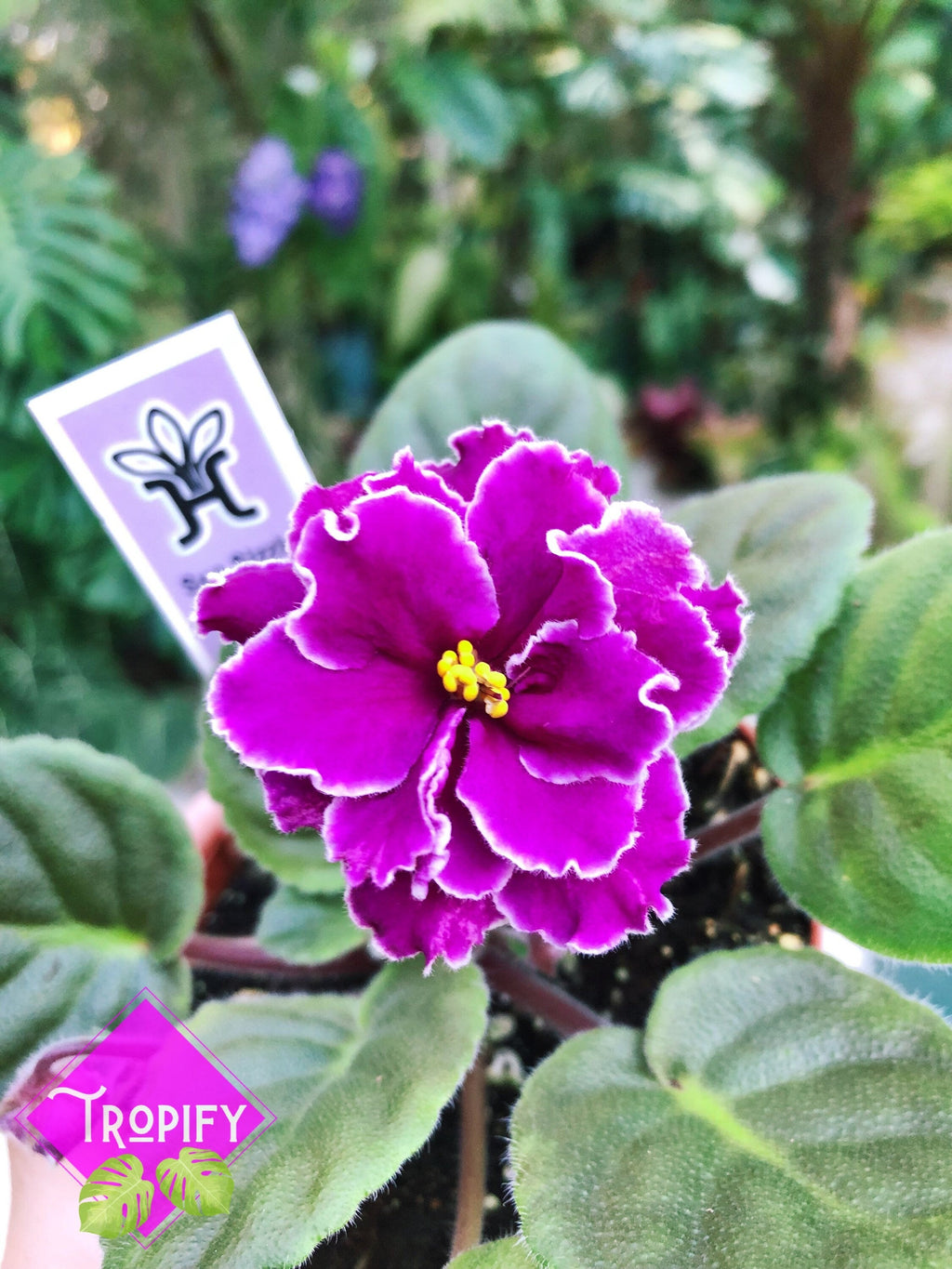 Live house plant variegated African Violet Harmony's 'Sun Sizzle' garden 4 pot flower Potted gift