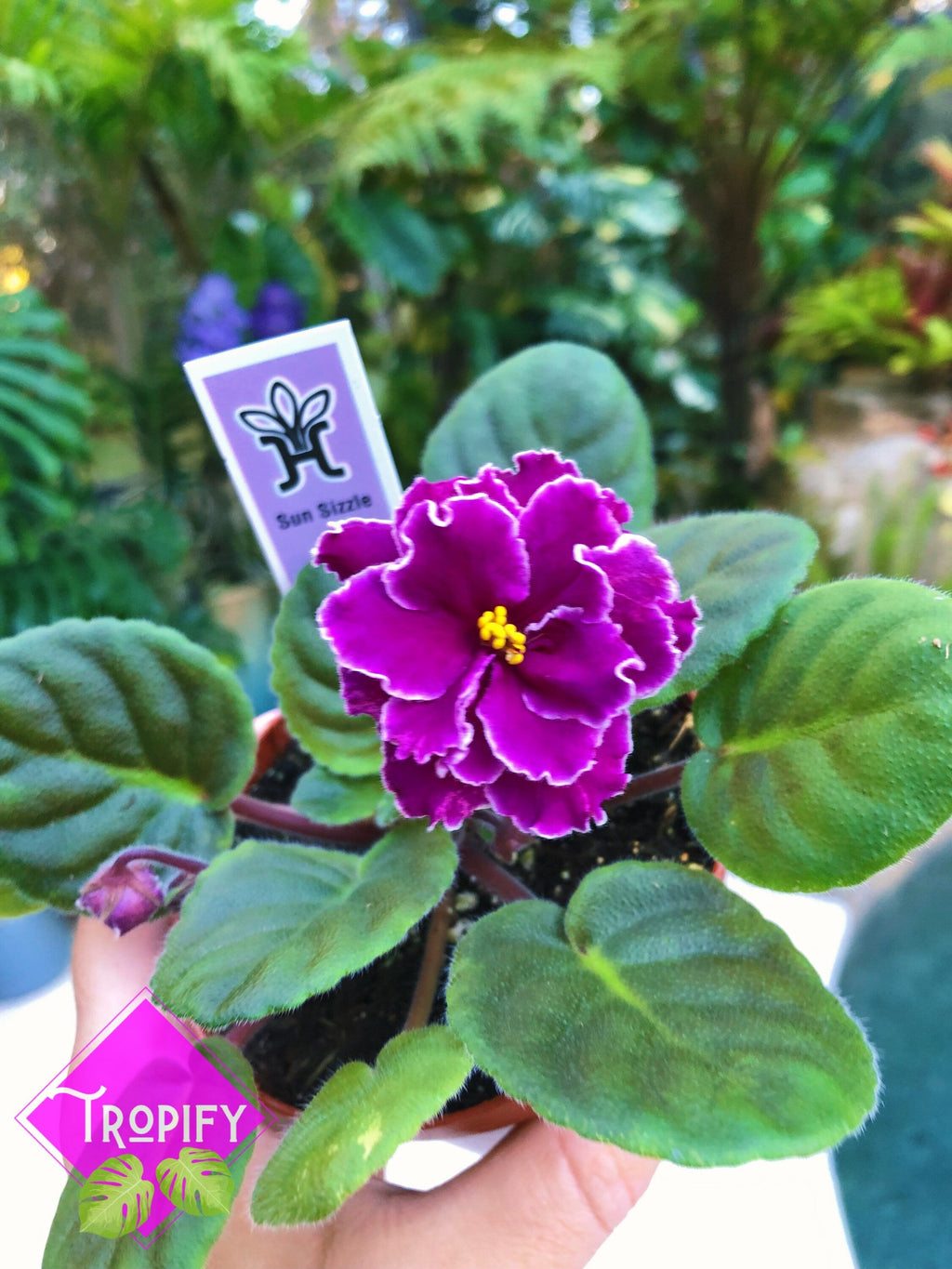 Live house plant variegated African Violet Harmony's 'Sun Sizzle' garden 4 pot flower Potted gift
