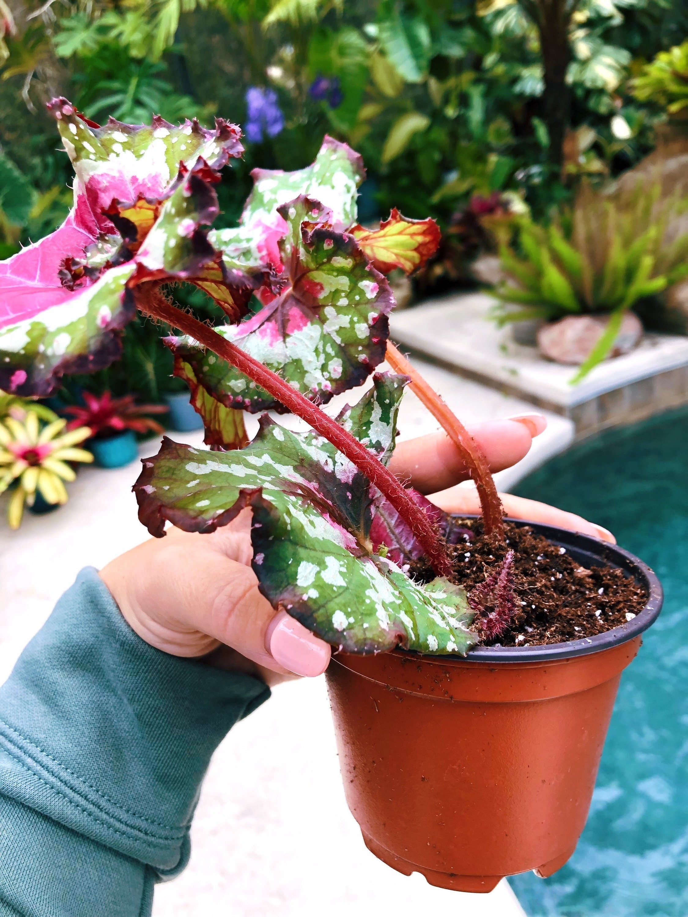 RARE Rex Begonia 'Harmony's Crazy Love' Pink Variegated Live House Plant Potted 4 gift