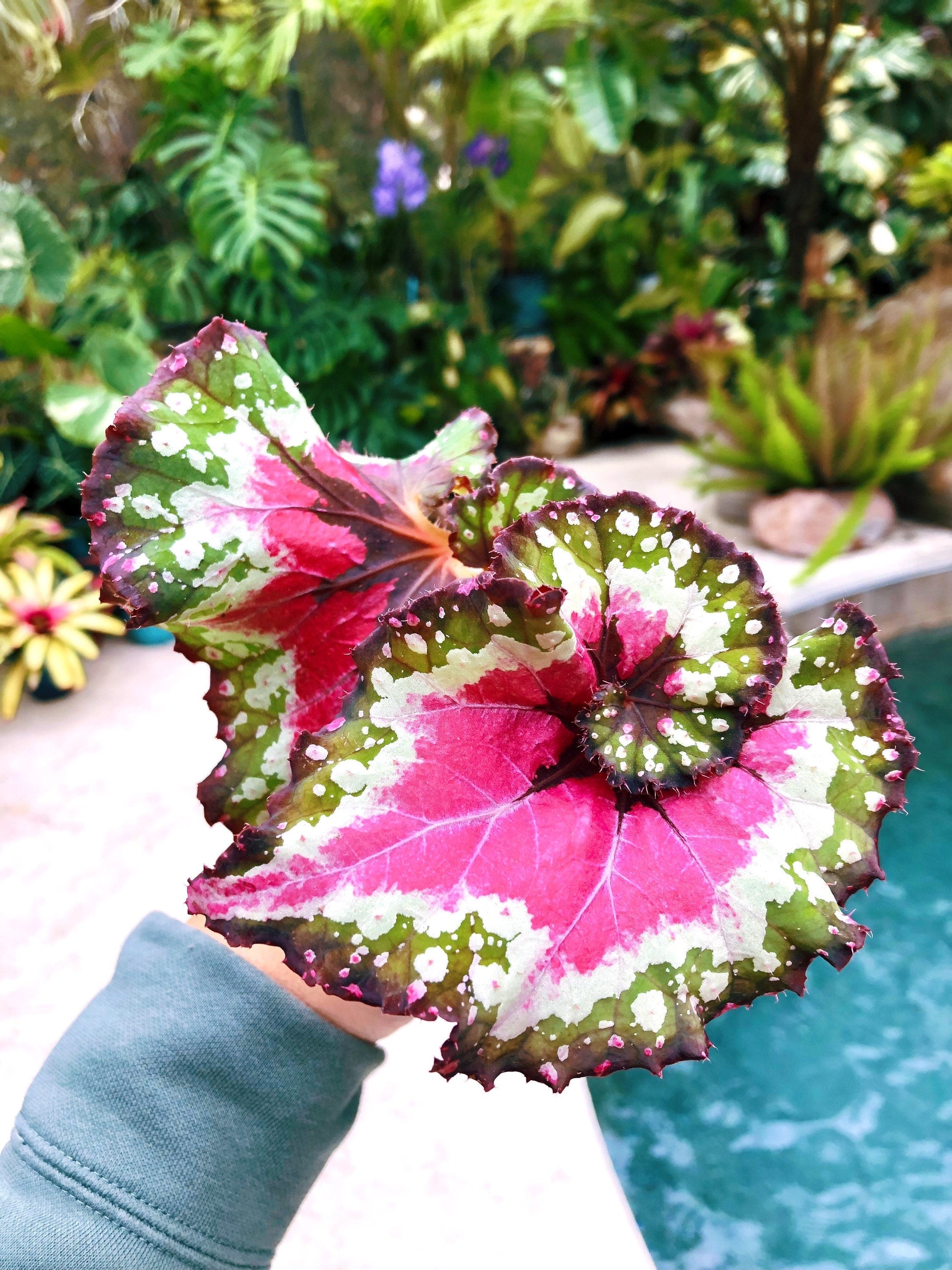 RARE Rex Begonia 'Harmony's Crazy Love' Pink Variegated Live House Plant Potted 4 gift