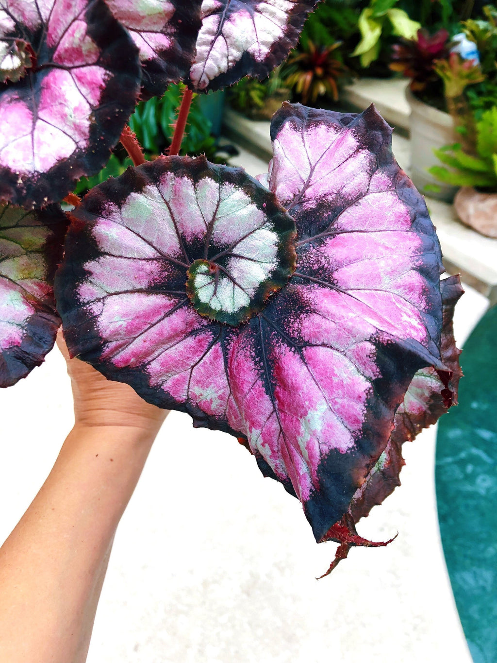 Begonia Rex 'Harmony's Double Vision' Pink Swirl Escargot Live House starter Plant Potted 4 gift
