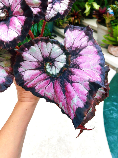 Begonia Rex 'Harmony's Double Vision' Pink Swirl Escargot Live House starter Plant Potted 4 gift