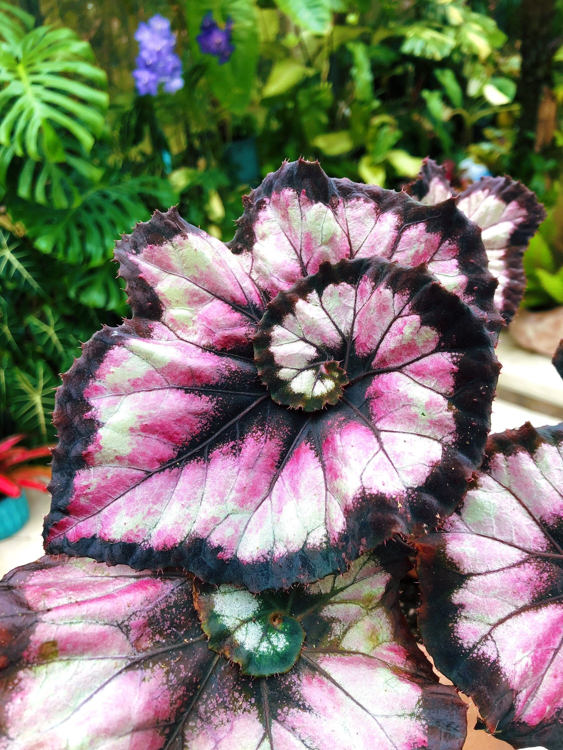 Begonia Rex 'Harmony's Double Vision' Pink Swirl Escargot Live House starter Plant Potted 4 gift