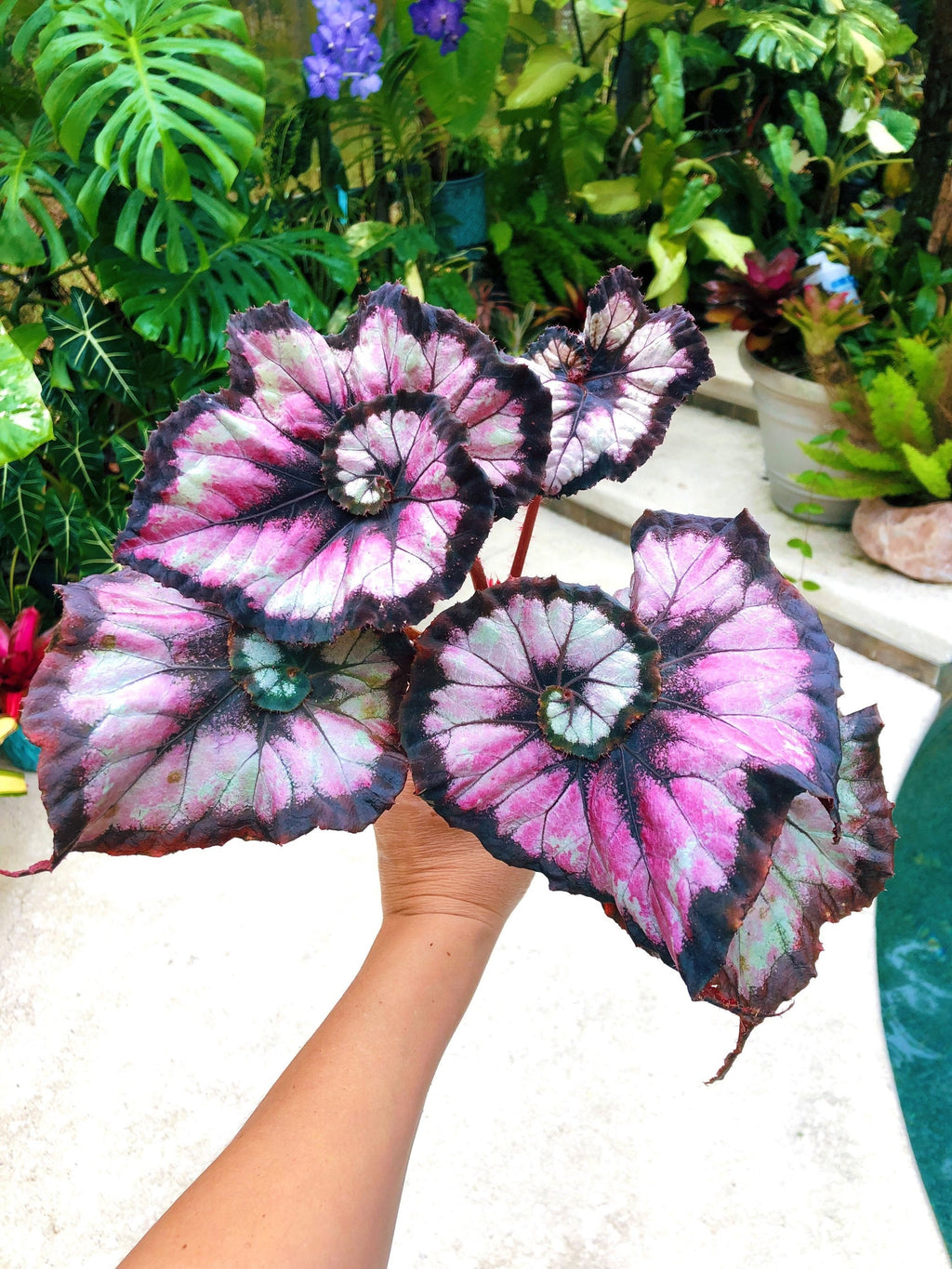 Begonia Rex 'Harmony's Double Vision' Pink Swirl Escargot Live House starter Plant Potted 4 gift