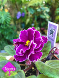 Live house plant variegated African Violet Harmony's 'Sun Sizzle' garden 4 pot flower Potted gift