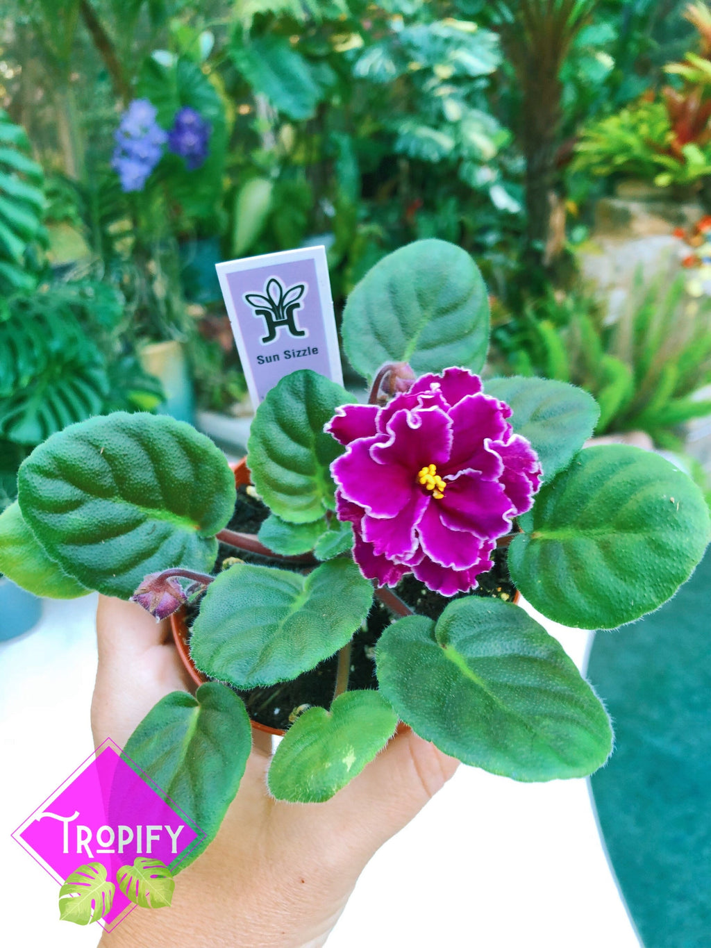Live house plant variegated African Violet Harmony's 'Sun Sizzle' garden 4 pot flower Potted gift