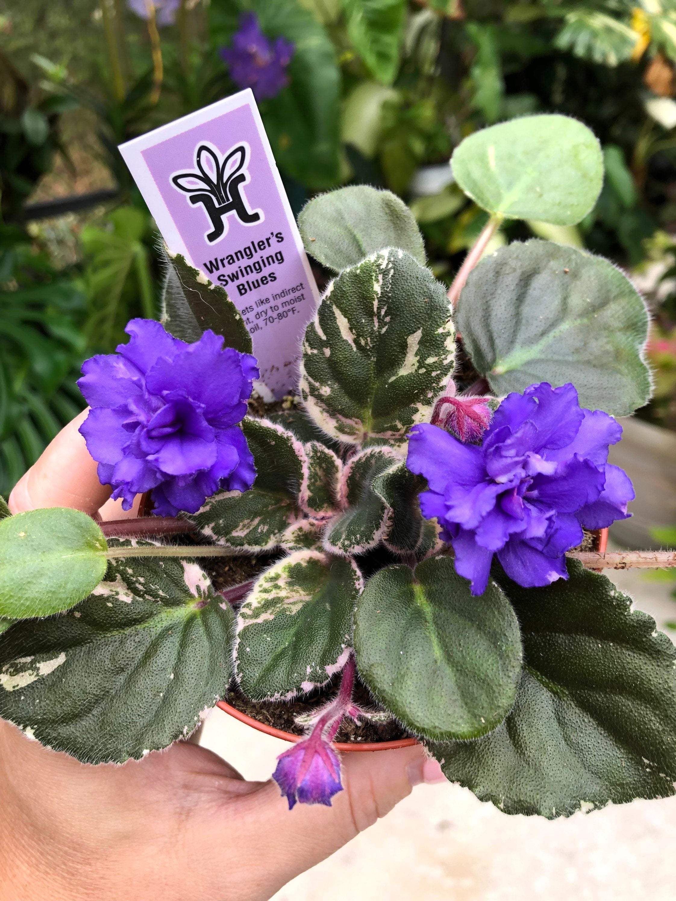 Live house plant variegated African Violet Harmony's 'Wrangler's Swinging Blues' garden 4 in flower Potted gift