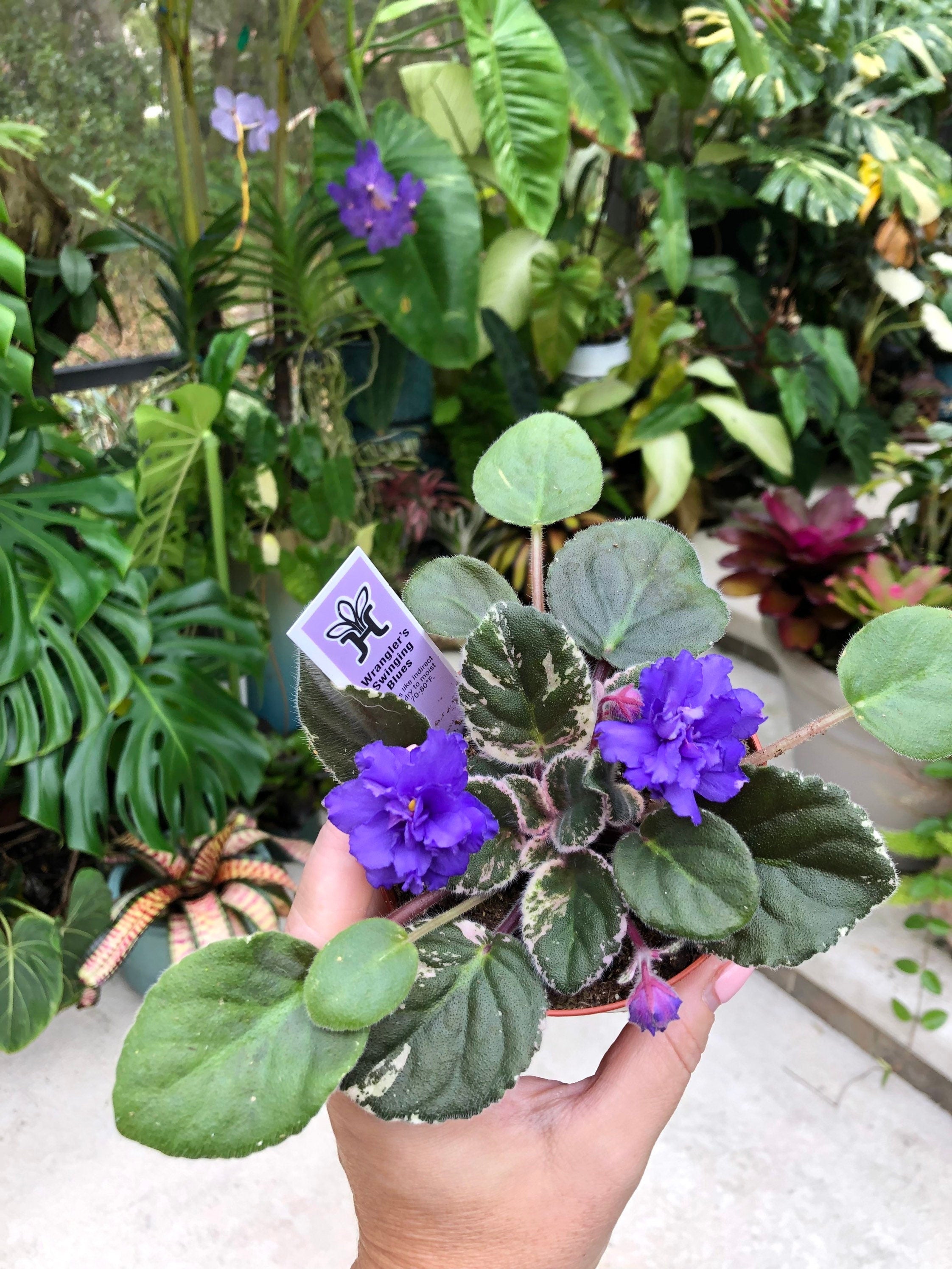Live house plant variegated African Violet Harmony's 'Wrangler's Swinging Blues' garden 4 in flower Potted gift