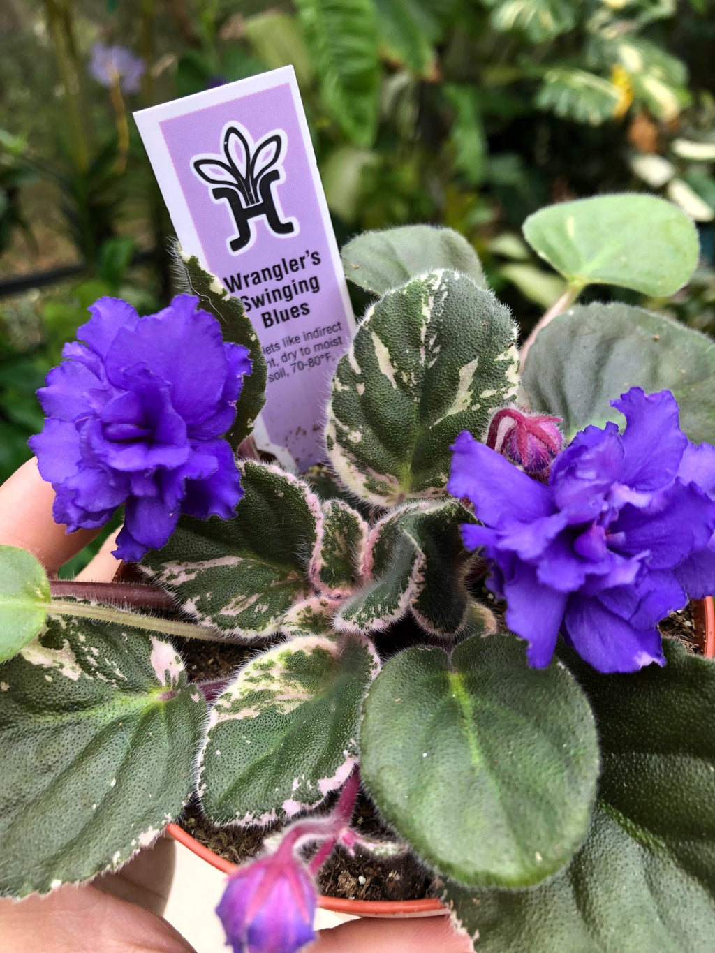 Live house plant variegated African Violet Harmony's 'Wrangler's Swinging Blues' garden 4 in flower Potted gift