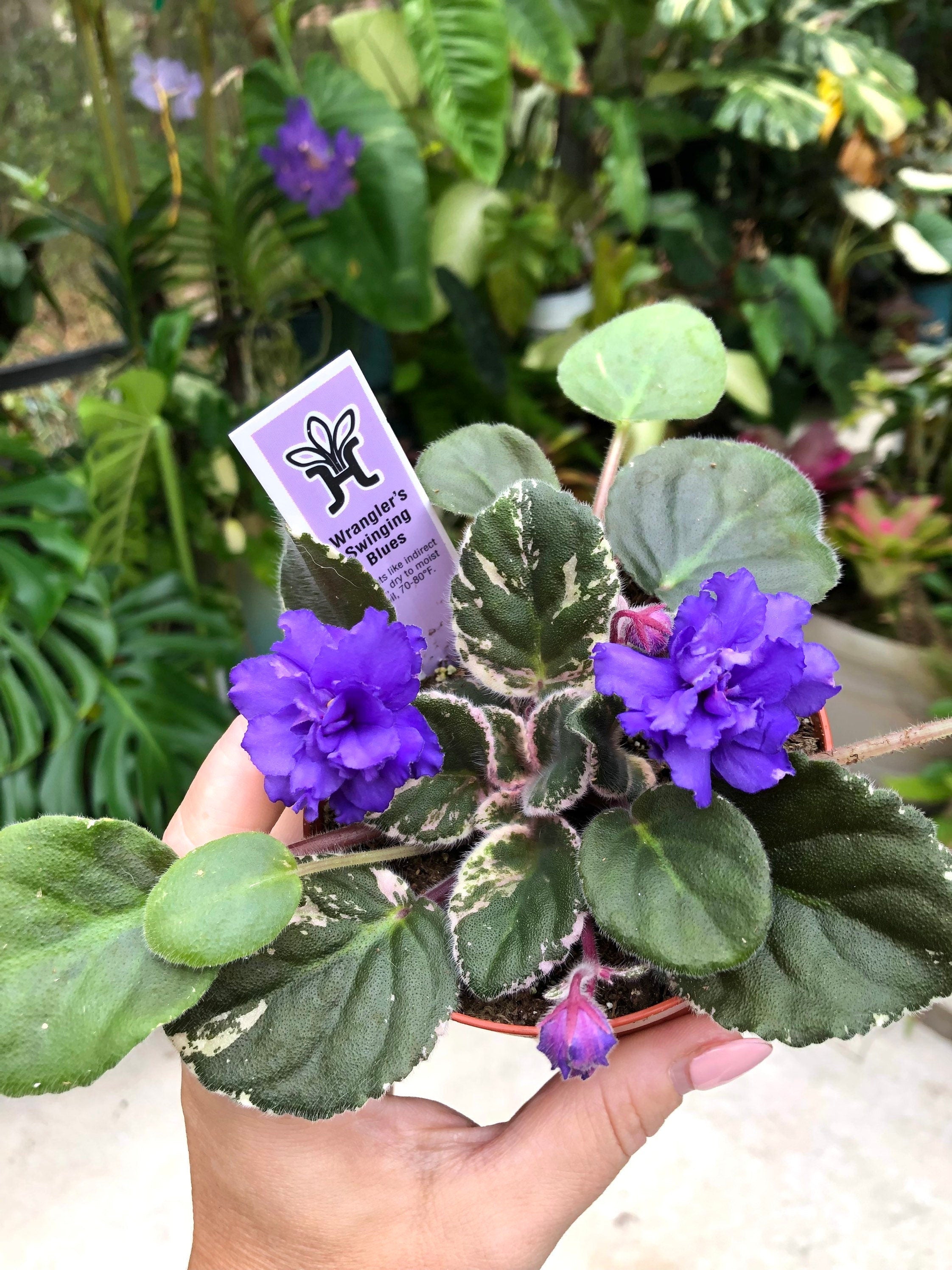 Live house plant variegated African Violet Harmony's 'Wrangler's Swinging Blues' garden 4 in flower Potted gift