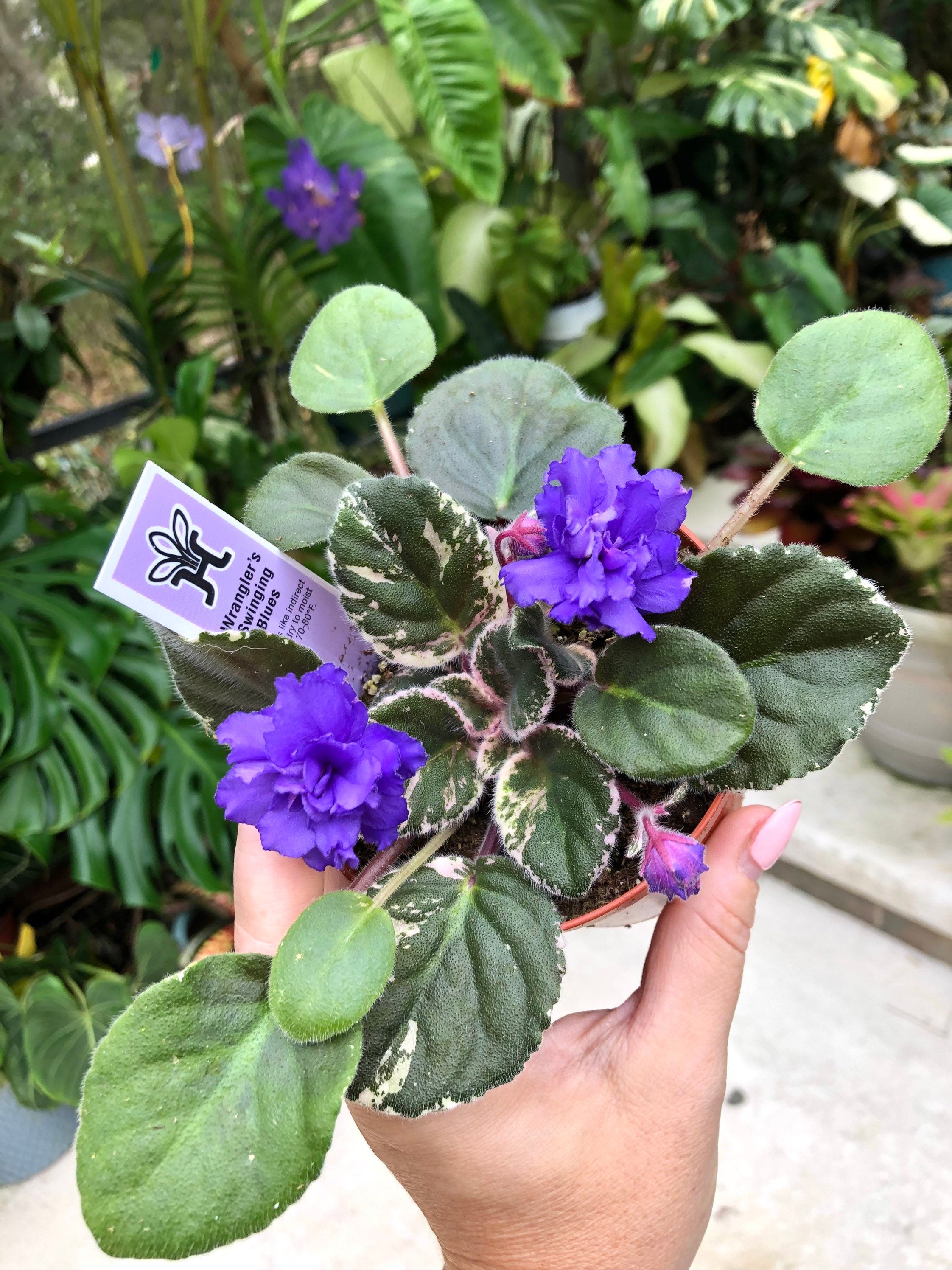 Live house plant variegated African Violet Harmony's 'Wrangler's Swinging Blues' garden 4 in flower Potted gift