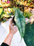 RARE Alocasia Heterophylla 'Dragons Breath' Baginda Jewel Elephant Ear 4 potted live house starter plant aroid