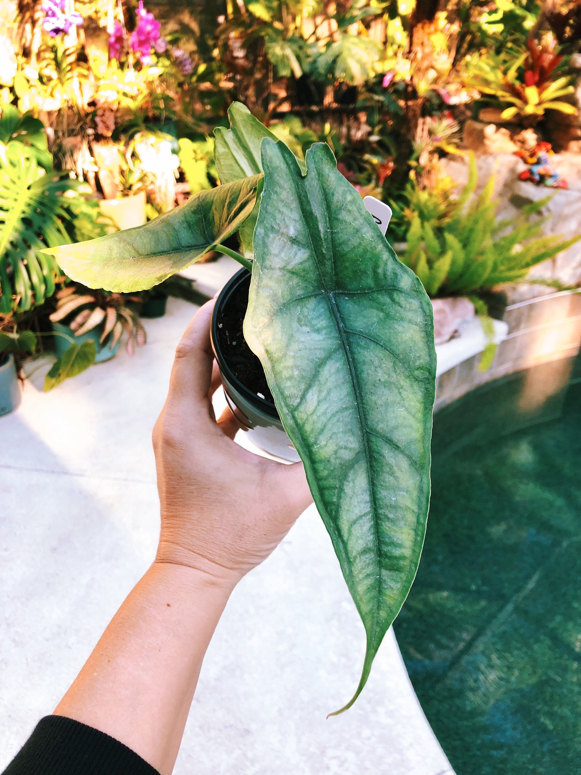 RARE Alocasia Heterophylla 'Dragons Breath' Baginda Jewel Elephant Ear 4 potted live house starter plant aroid