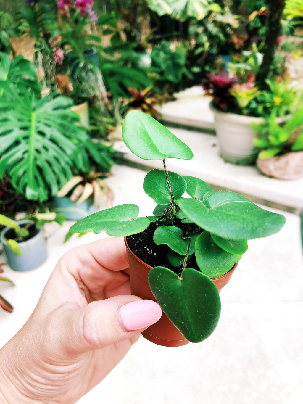 Heart Leaf Fern Hemionitis arifolia Terrarium Live House Starter Plant Potted 2 pot gift