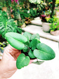 Heart Leaf Fern Hemionitis arifolia Terrarium Live House Starter Plant Potted 2 pot gift
