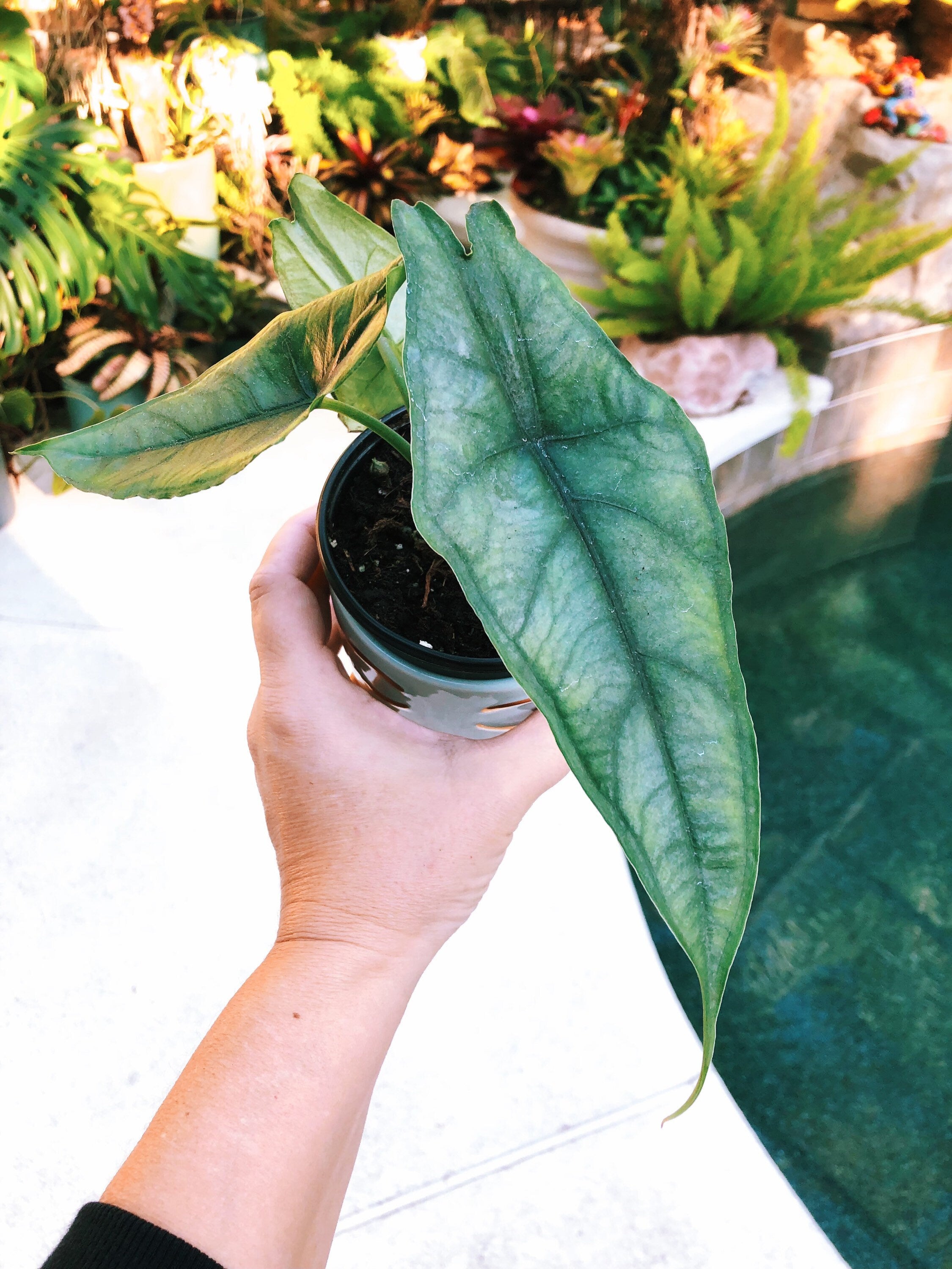 RARE Alocasia Heterophylla 'Dragons Breath' Baginda Jewel Elephant Ear 4 potted live house starter plant aroid