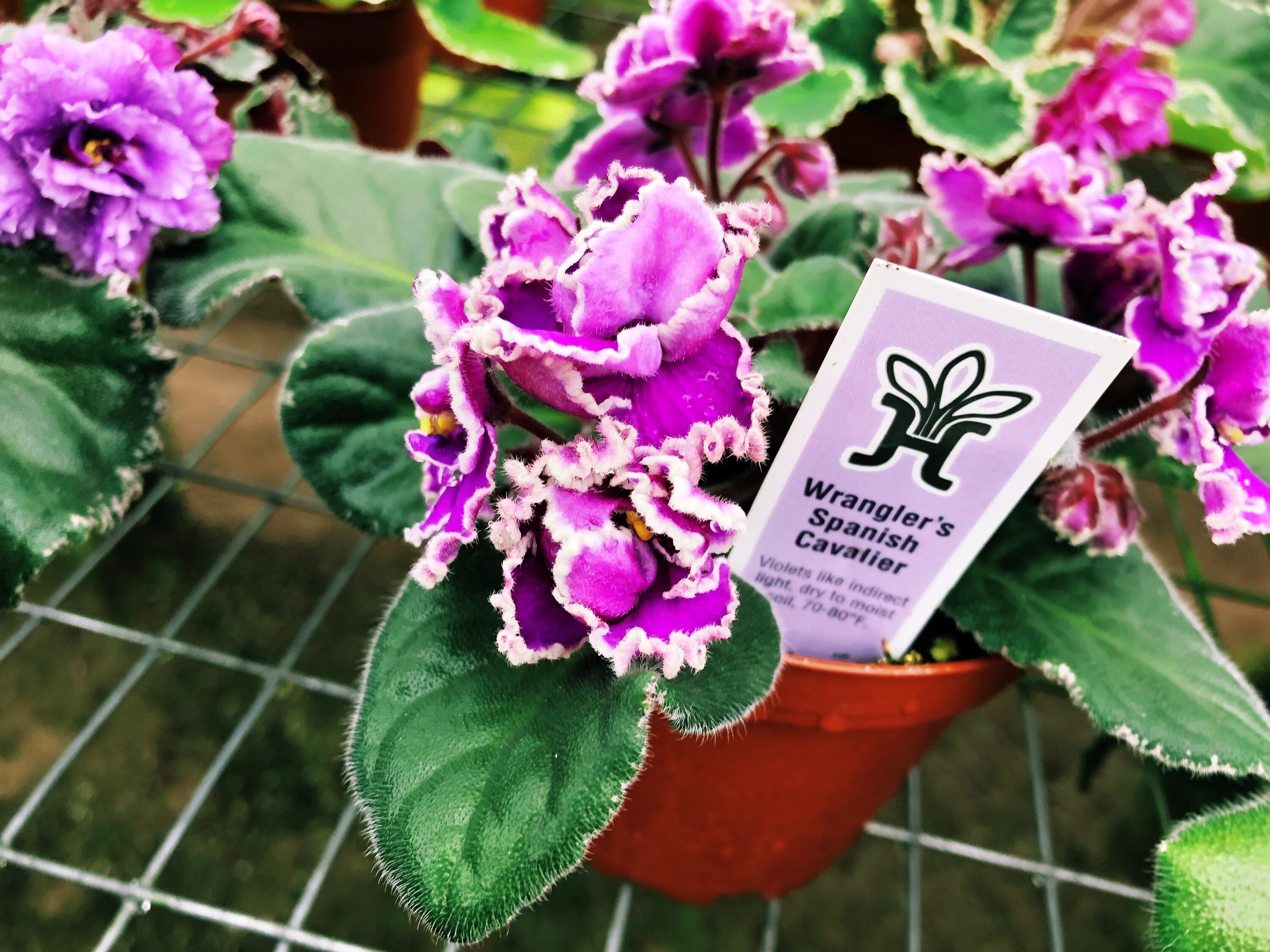 Live house plant African Violet Harmony's 'Wrangler's Spanish Cavalier' garden pink double bloom flower Potted 4 pot gift