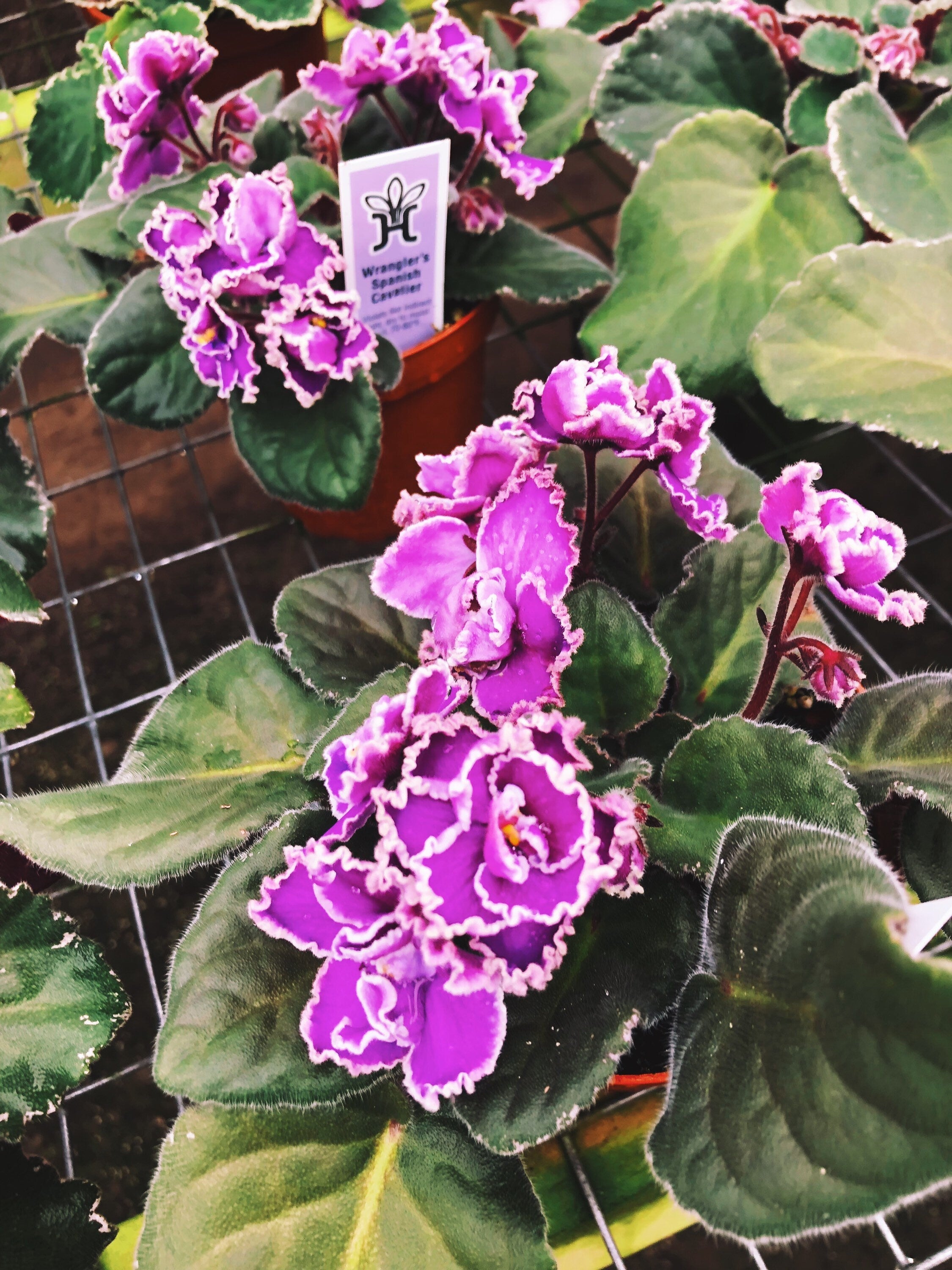 Live house plant African Violet Harmony's 'Wrangler's Spanish Cavalier' garden pink double bloom flower Potted 4 pot gift