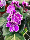 Live house plant African Violet Harmony's 'Wrangler's Spanish Cavalier' garden pink double bloom flower Potted 4 pot gift