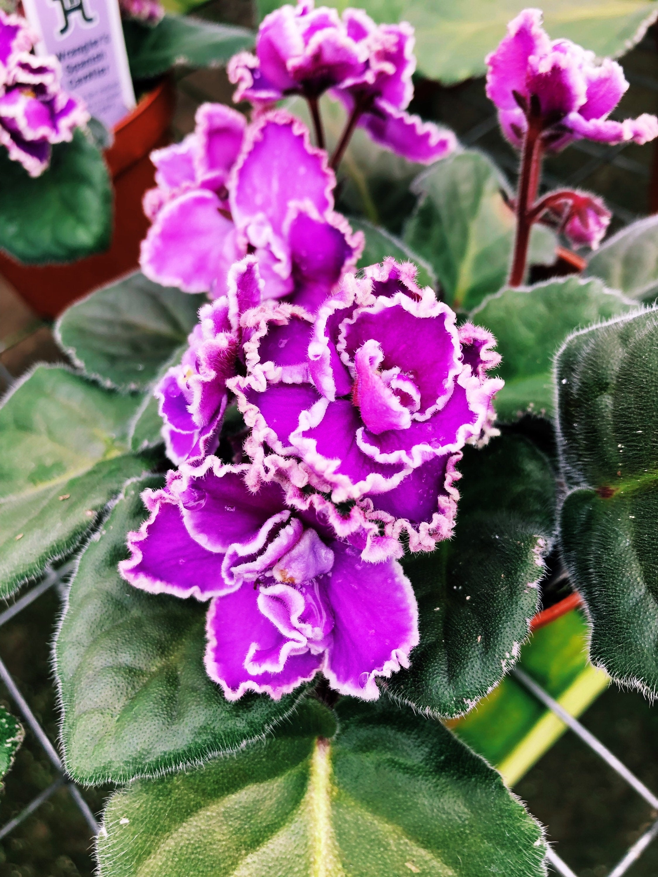Live house plant African Violet Harmony's 'Wrangler's Spanish Cavalier' garden pink double bloom flower Potted 4 pot gift