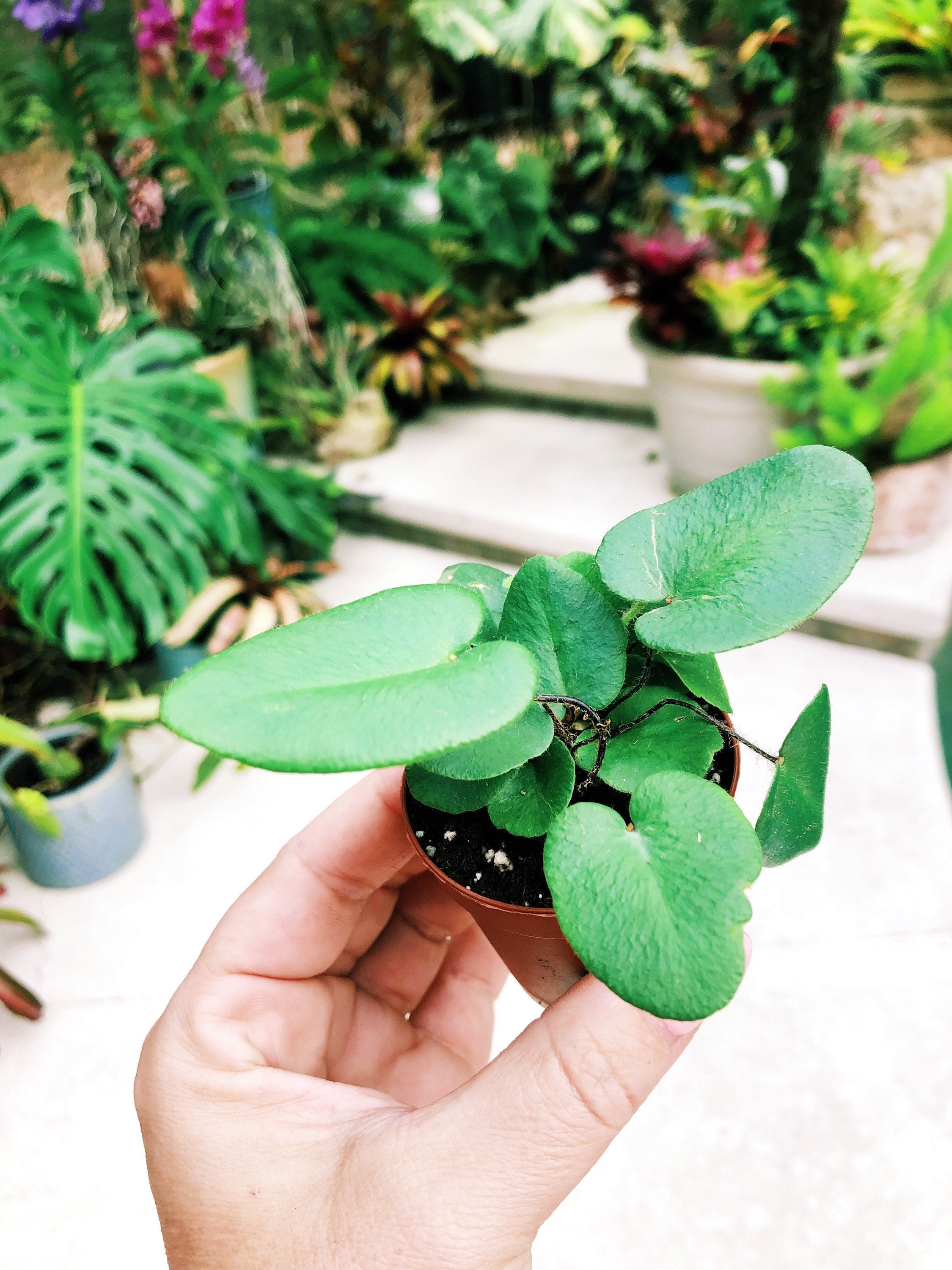 Heart Leaf Fern Hemionitis arifolia Terrarium Live House Starter Plant Potted 2 pot gift