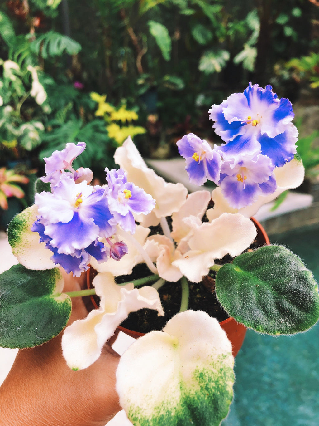 NEW RELEASE! Live house plant white purple bloom variegated African Violet 'Harmony's 'Purple Passion' garden 4 pot flower Potted gift