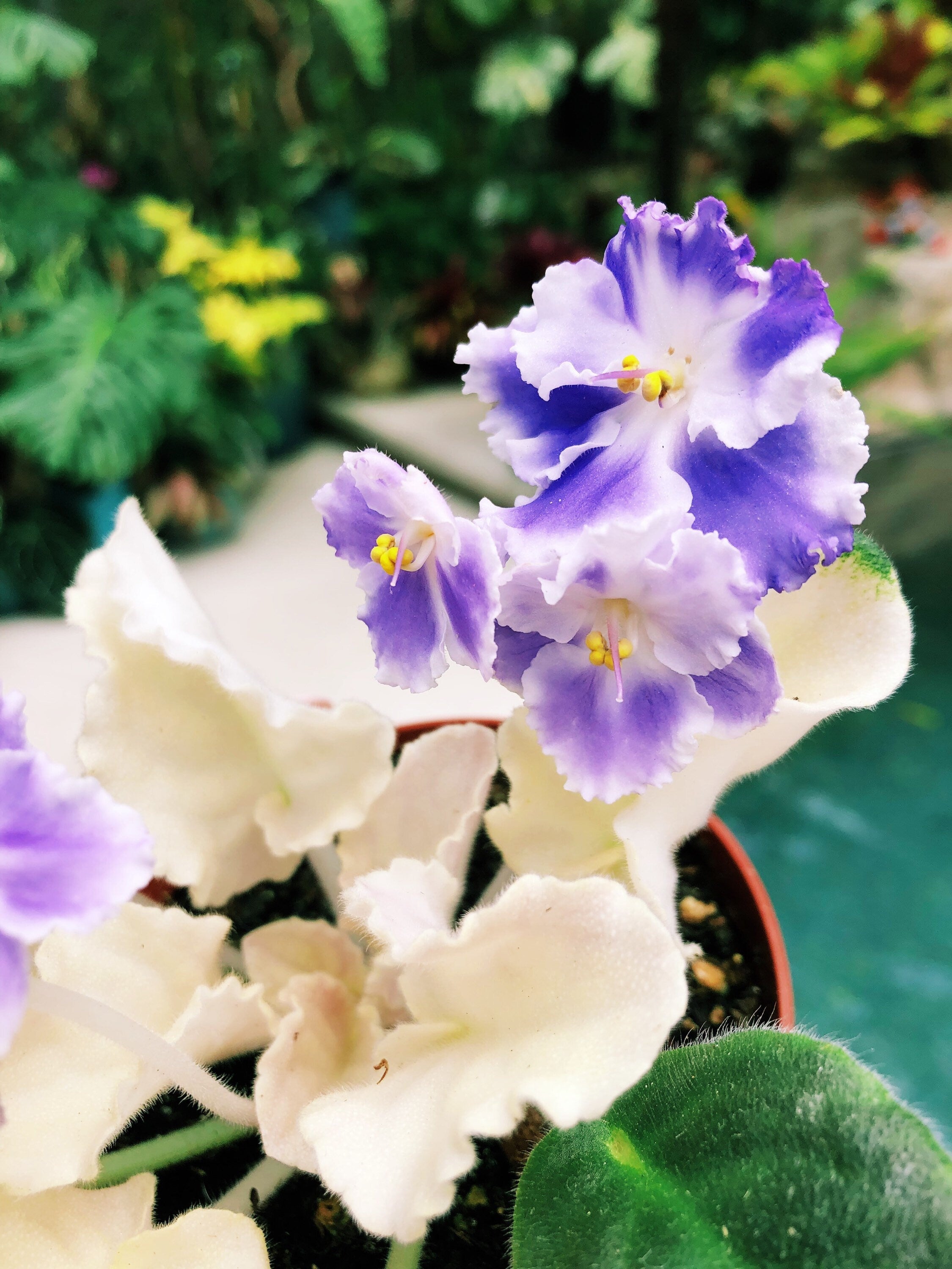 NEW RELEASE! Live house plant white purple bloom variegated African Violet 'Harmony's 'Purple Passion' garden 4 pot flower Potted gift