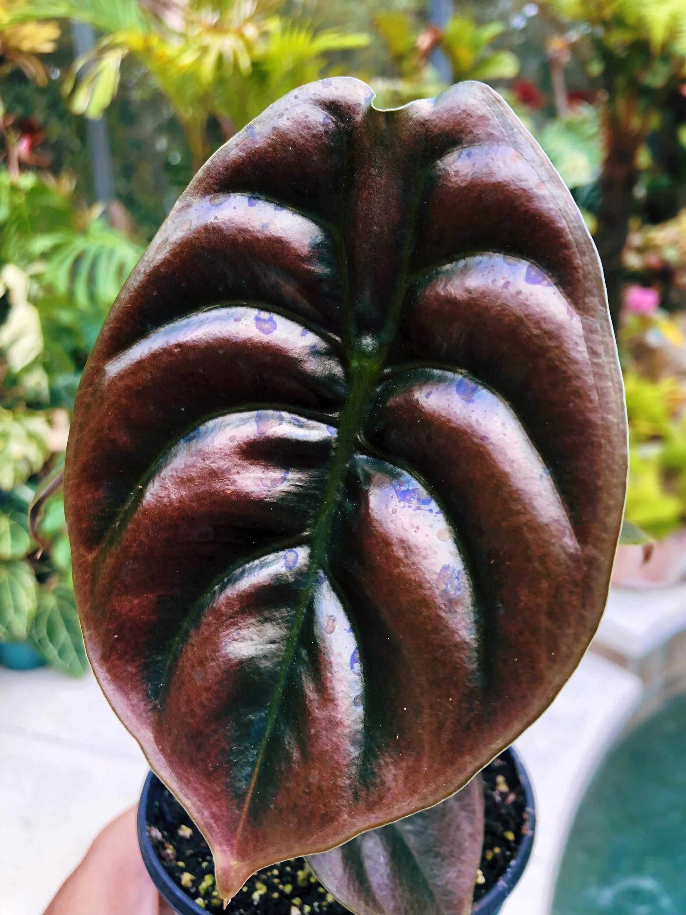 Alocasia Cuprea Jewel Elephant Ear Tropical House Plant Aroid 4 pot