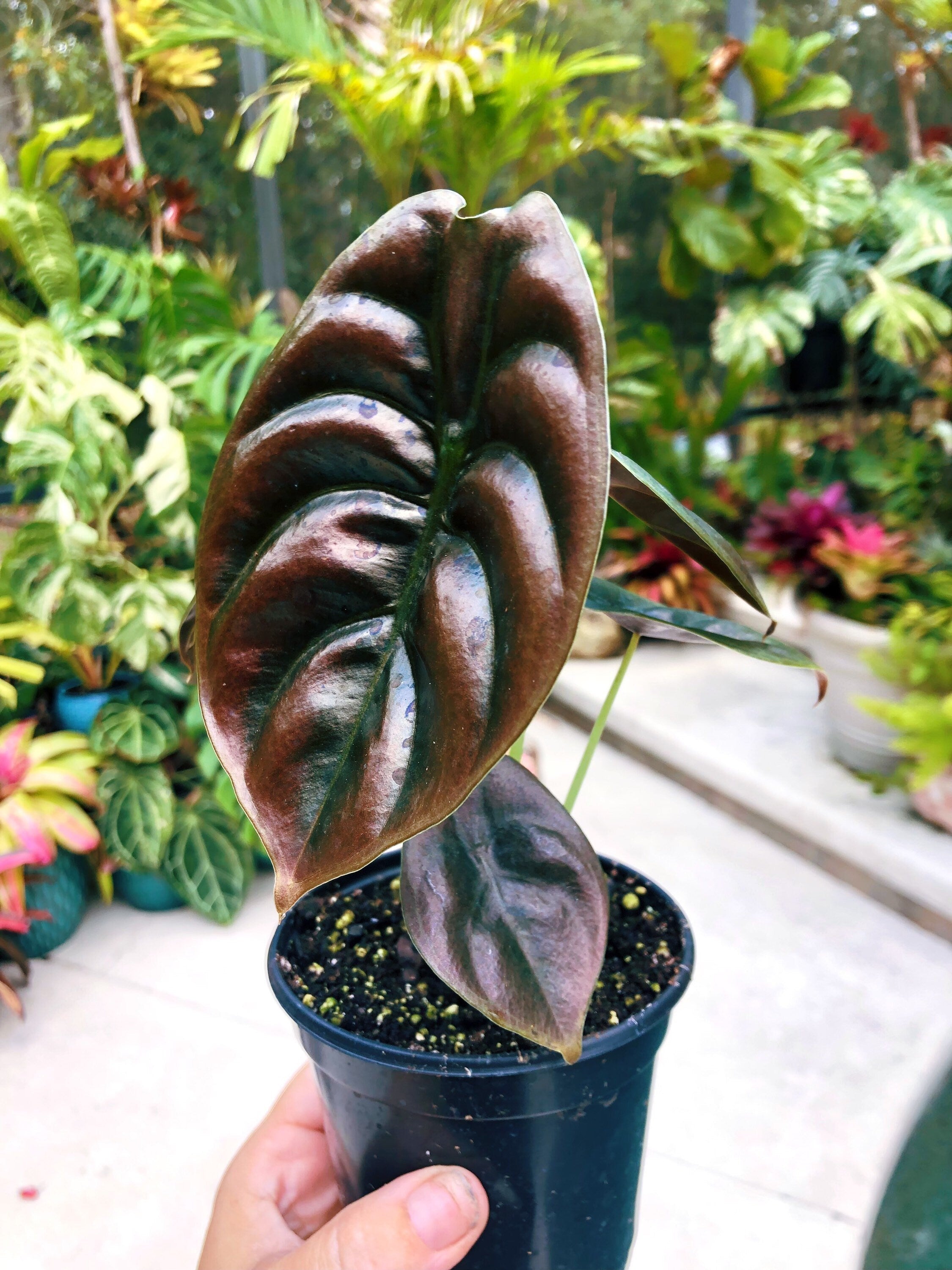 Alocasia Cuprea Jewel Elephant Ear Tropical House Plant Aroid 4 pot