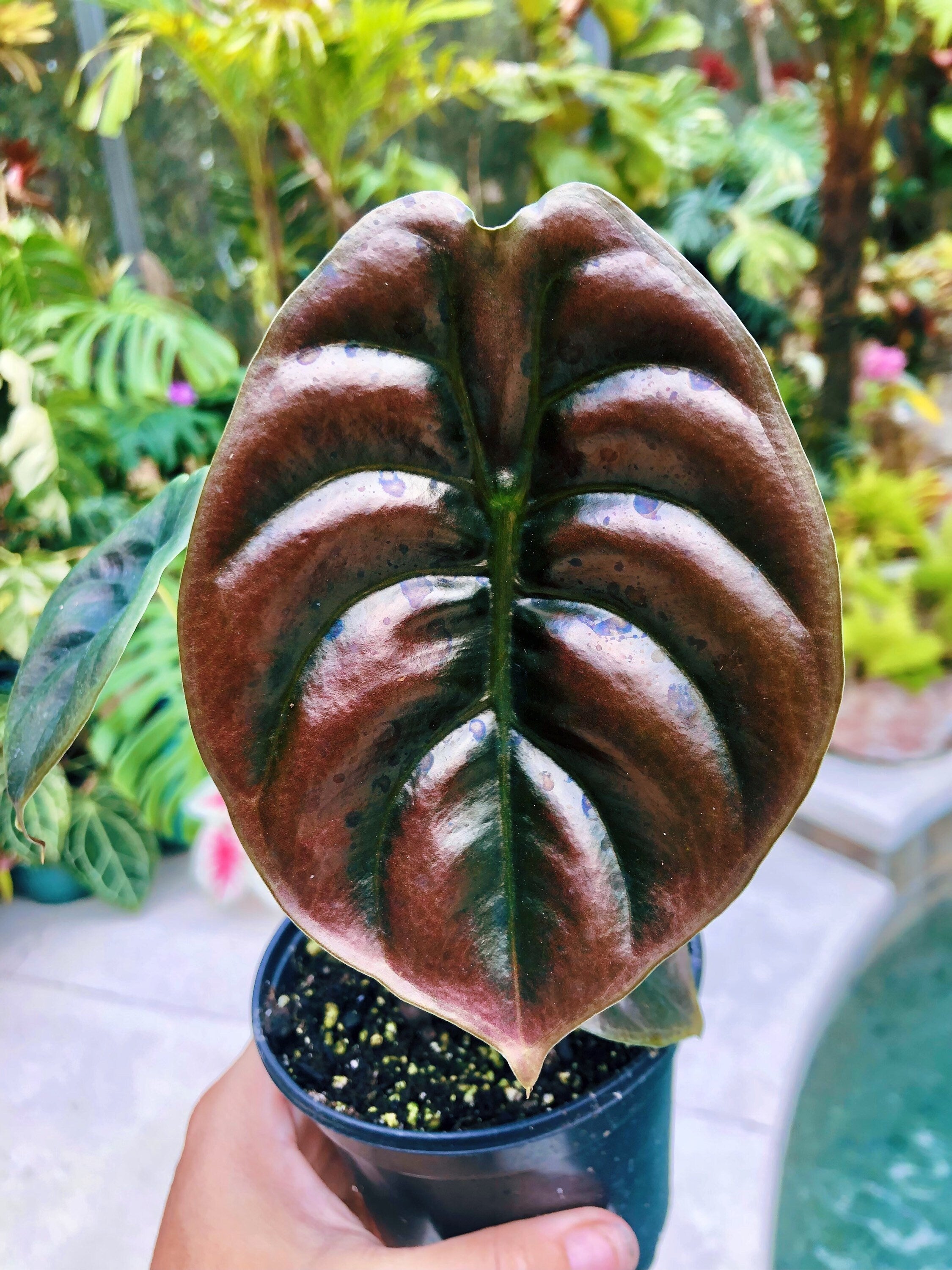 Alocasia Cuprea Jewel Elephant Ear Tropical House Plant Aroid 4 pot