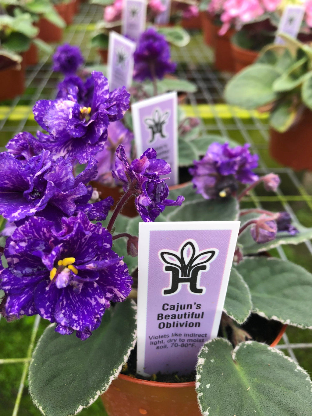 Live house plant African Violet Ruffled Harmony's 'Cajun's Beautiful Oblivion' Sport variegated purple garden 4 flower Potted gift