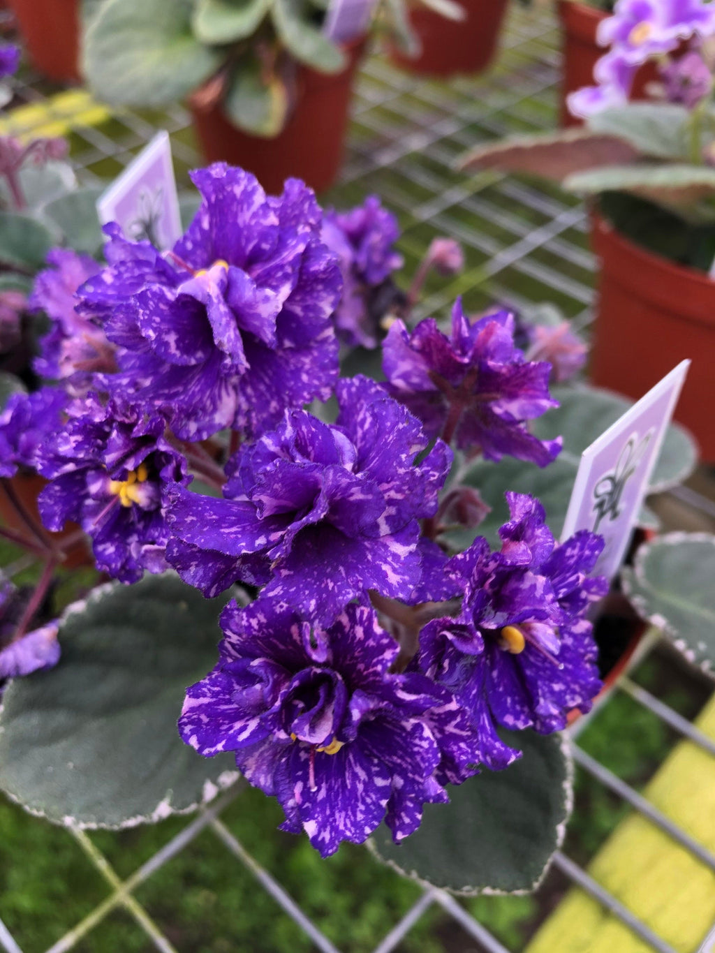 Live house plant African Violet Ruffled Harmony's 'Cajun's Beautiful Oblivion' Sport variegated purple garden 4 flower Potted gift
