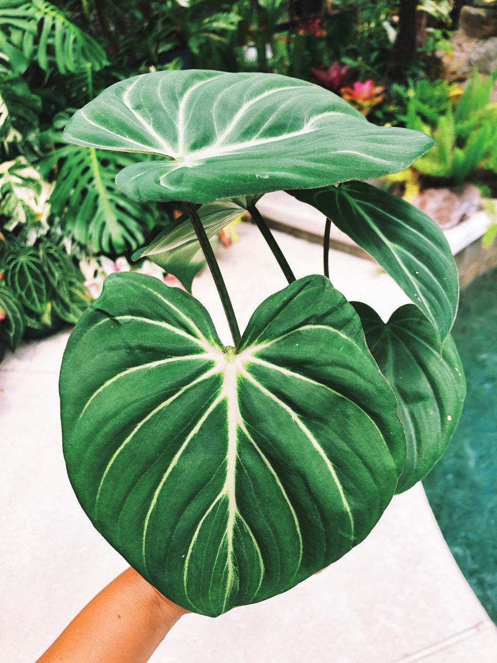 Philodendron Gloriosum Zebra Aroid 4 pot potted house Plant