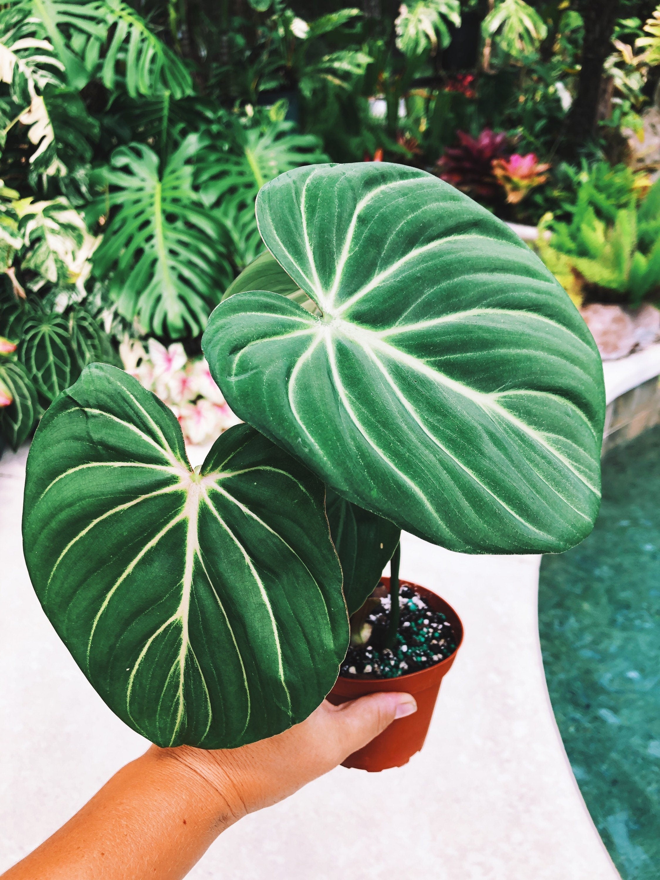 Philodendron Gloriosum Zebra Aroid 4 pot potted house Plant