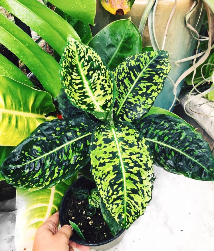 Live Dieffenbachia Reflector Variegated Dumbcane Reflector Aroid Rooted House Plant 4 pot potted