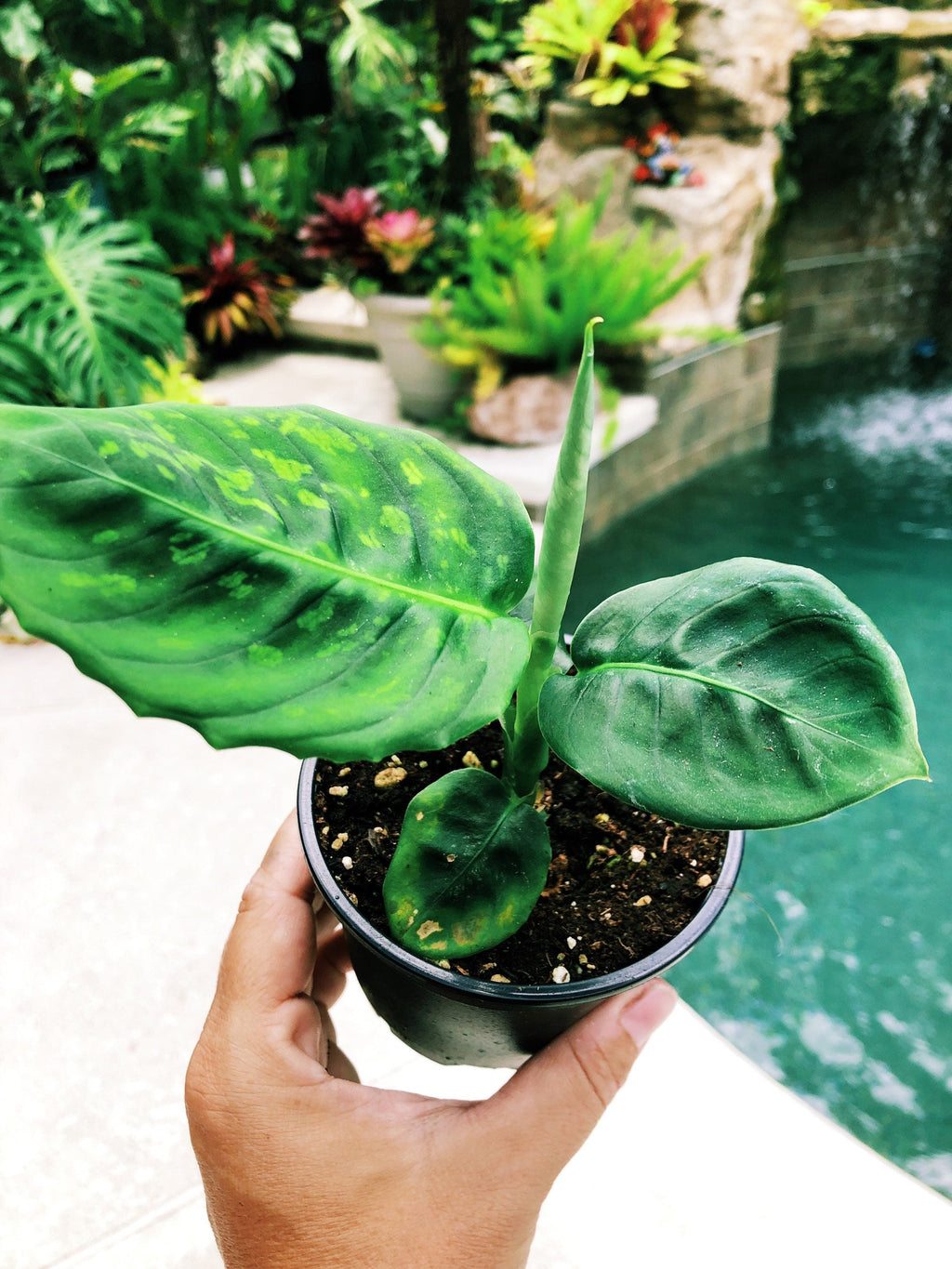 Live Dieffenbachia Reflector Variegated Dumbcane Reflector Aroid Rooted House Plant 4 pot potted