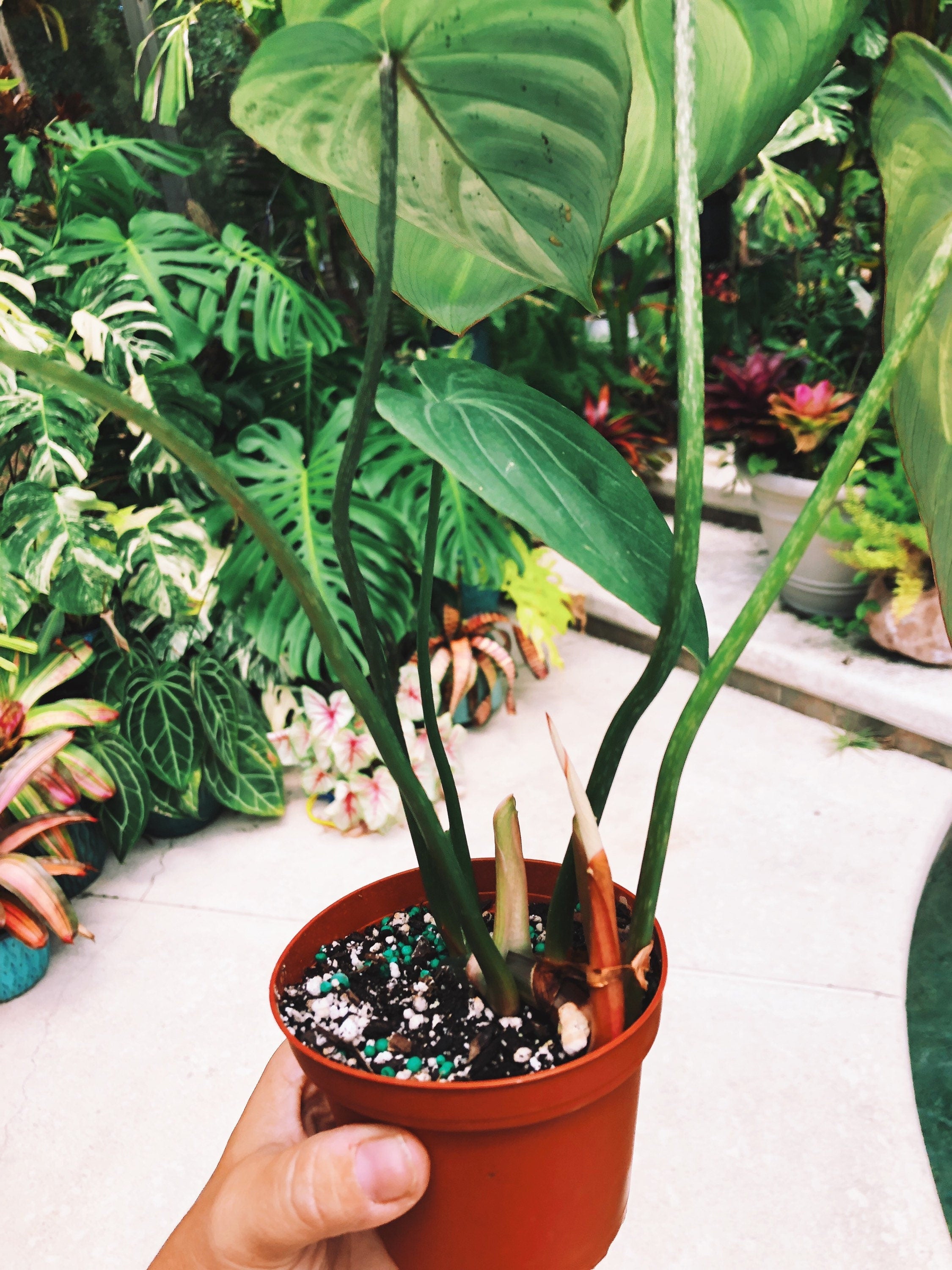Philodendron Gloriosum Zebra Aroid 4 pot potted house Plant