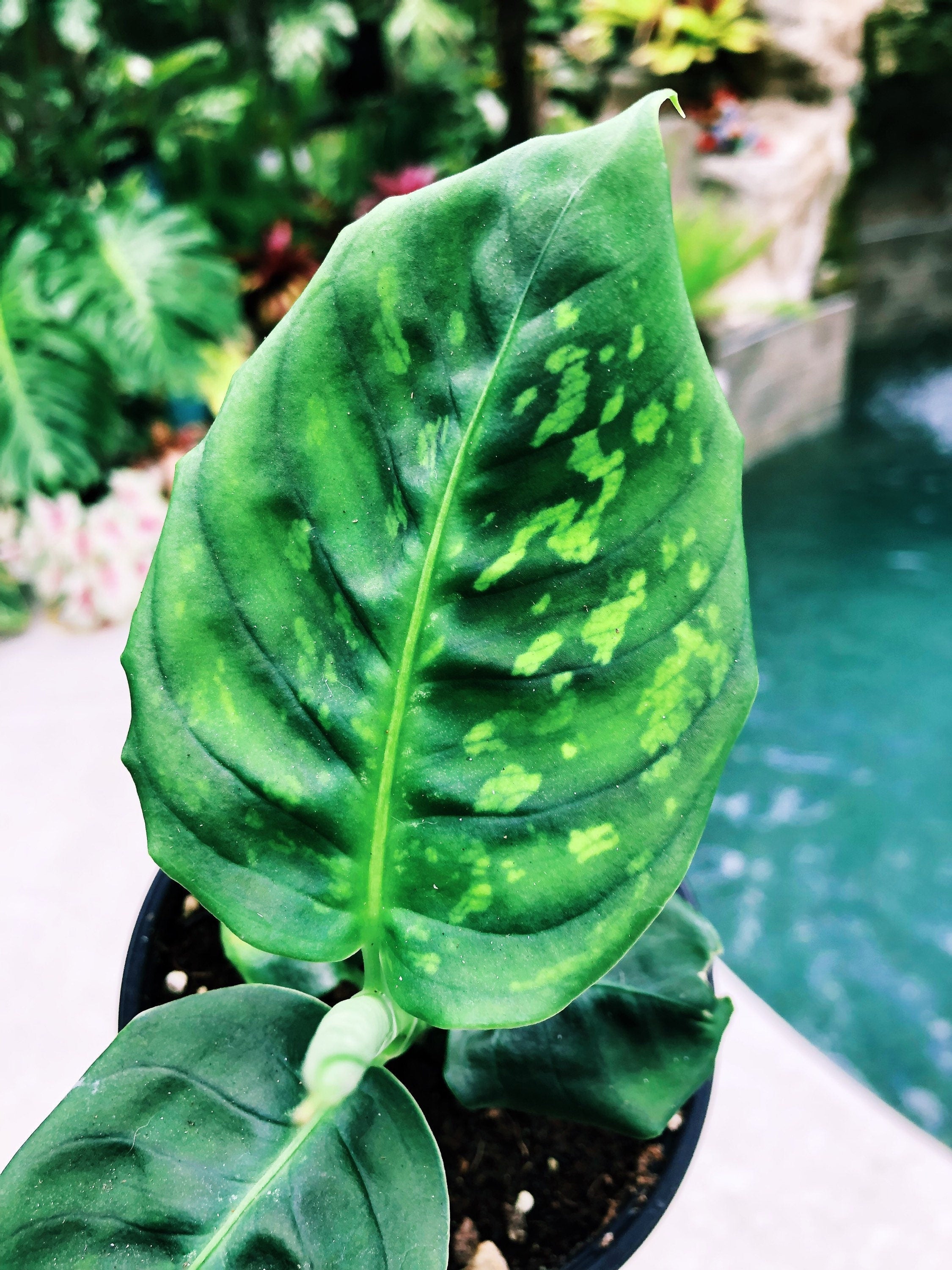 Live Dieffenbachia Reflector Variegated Dumbcane Reflector Aroid Rooted House Plant 4 pot potted