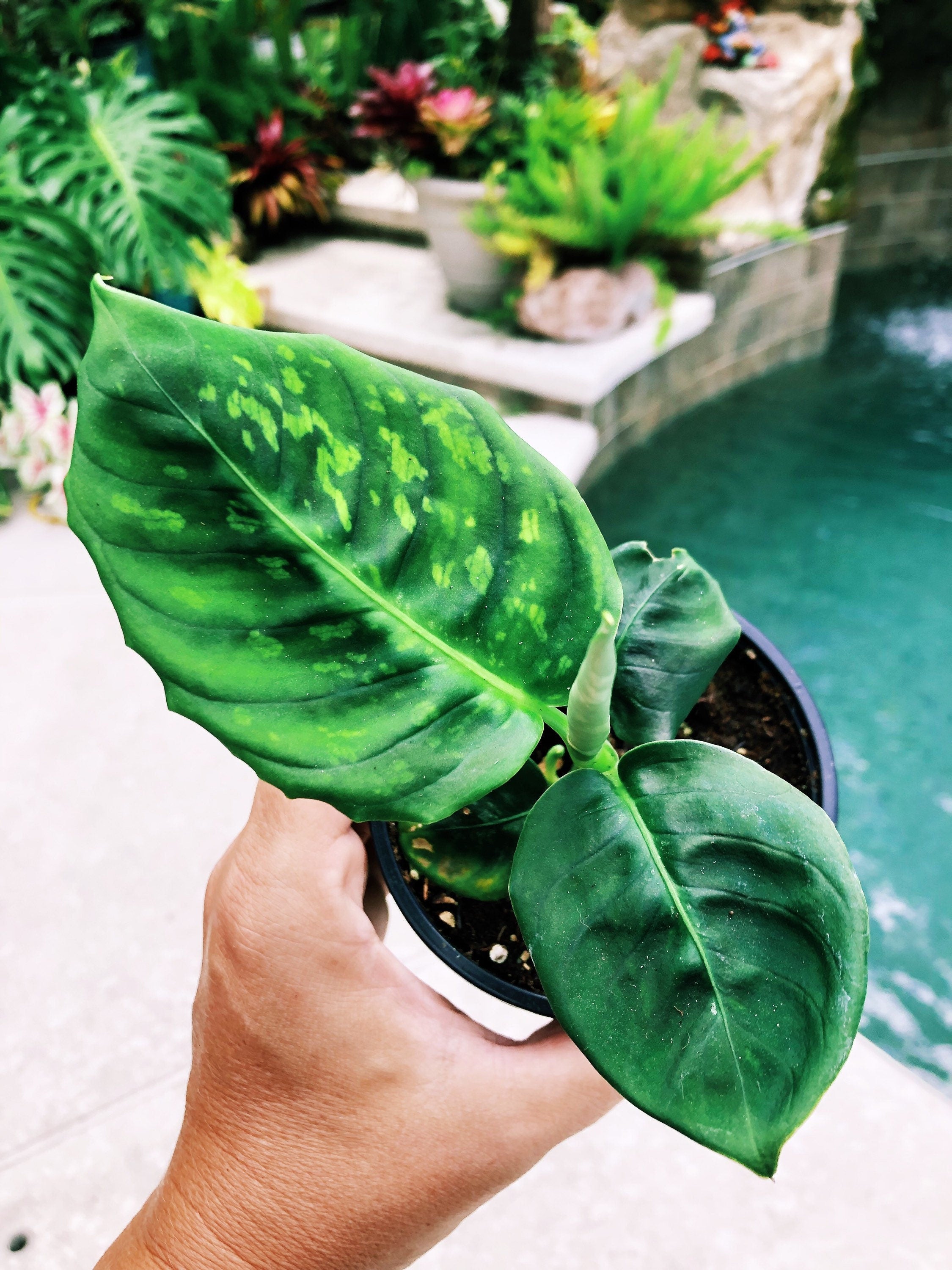 Live Dieffenbachia Reflector Variegated Dumbcane Reflector Aroid Rooted House Plant 4 pot potted