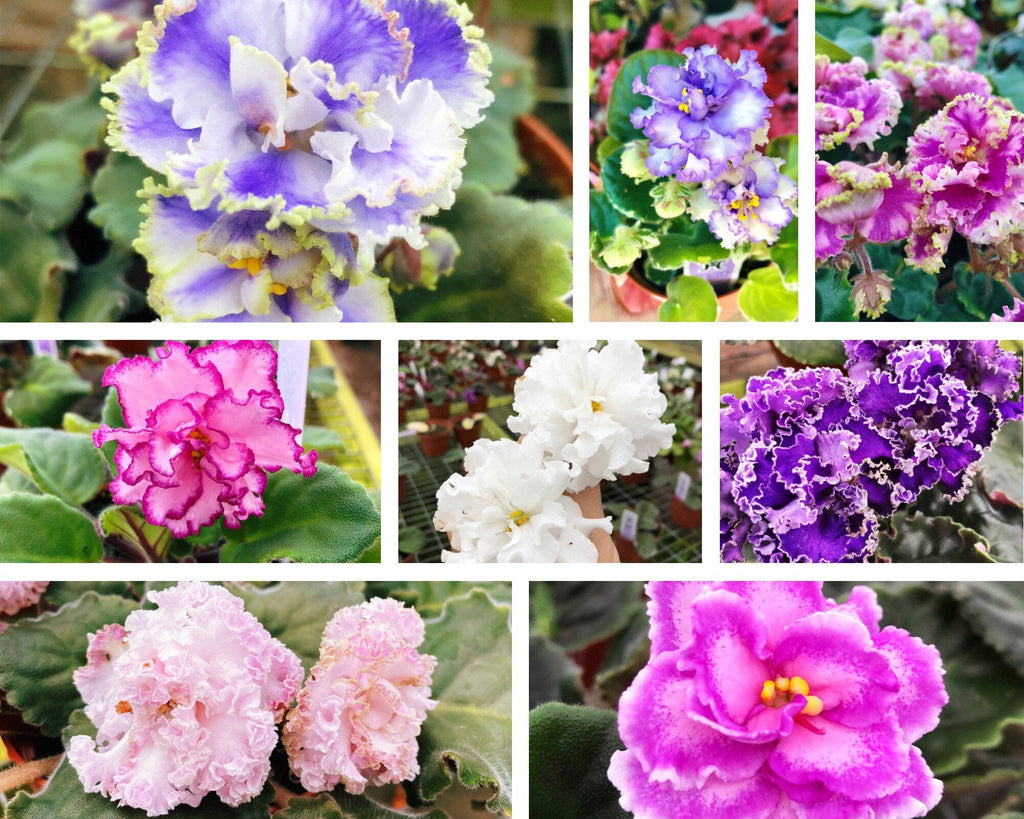 Live house plant bloom Red African Violet Harmonys Tomahawk garden 4 pot flower Potted gift
