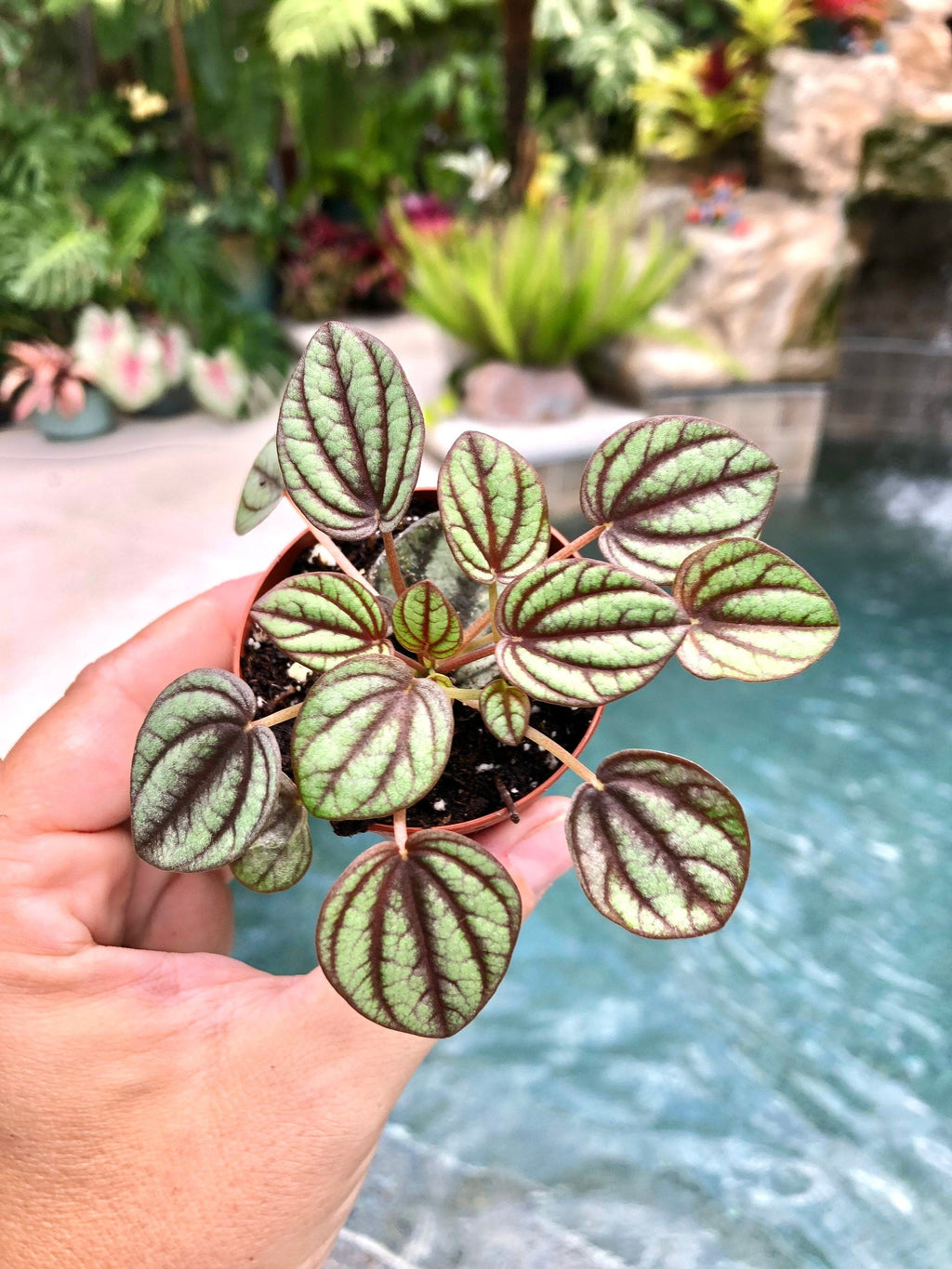 Peperomia Piccolo Banda Albovittata Variegated House Plant 2 pot potted gift