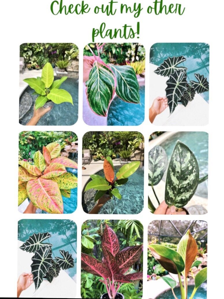 Peperomia Piccolo Banda Albovittata Variegated House Plant 2 pot potted gift