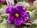 Live house plant variegated fantasy bloom Harmonys African Violet VAT In The Skies garden 4 pot flower Potted gift