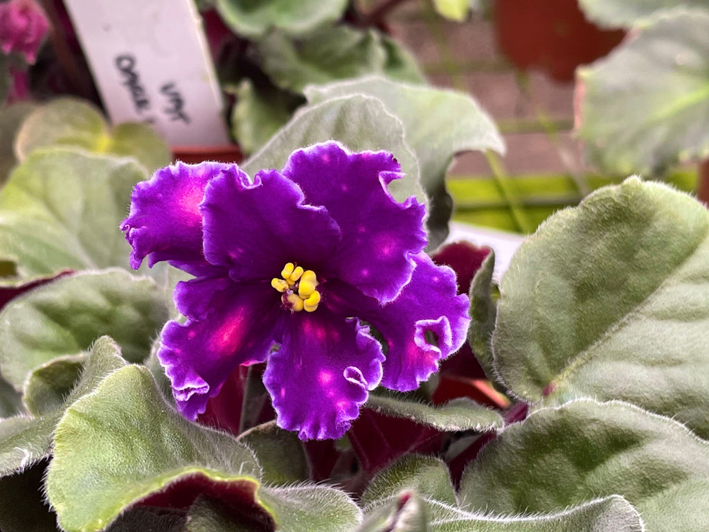 Live house plant variegated fantasy bloom Harmonys African Violet VAT In The Skies garden 4 pot flower Potted gift