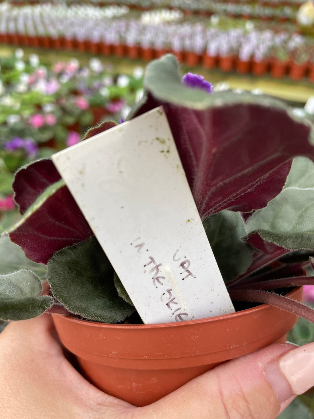 Live house plant variegated fantasy bloom Harmonys African Violet VAT In The Skies garden 4 pot flower Potted gift