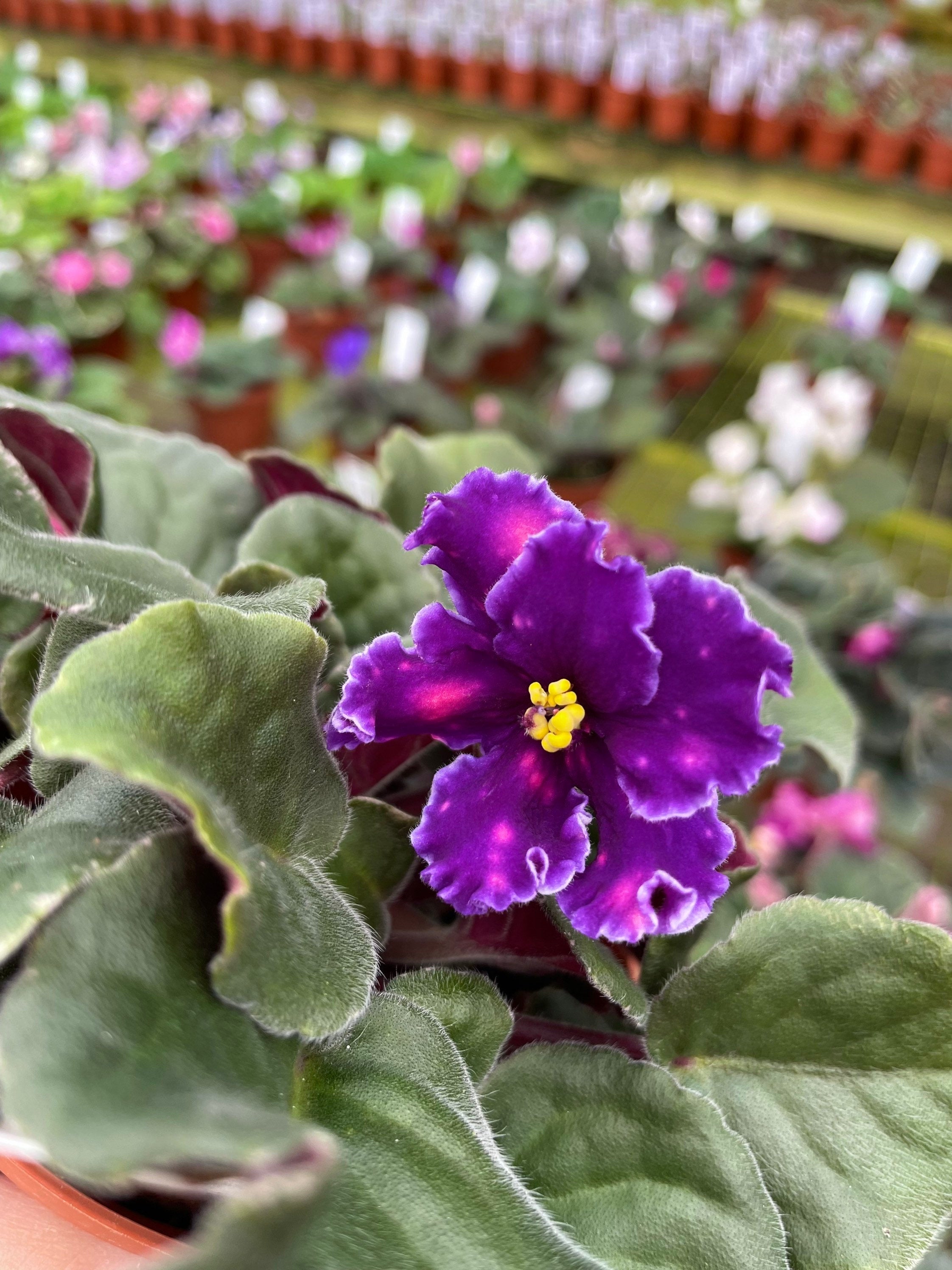 Live house plant variegated fantasy bloom Harmonys African Violet VAT In The Skies garden 4 pot flower Potted gift