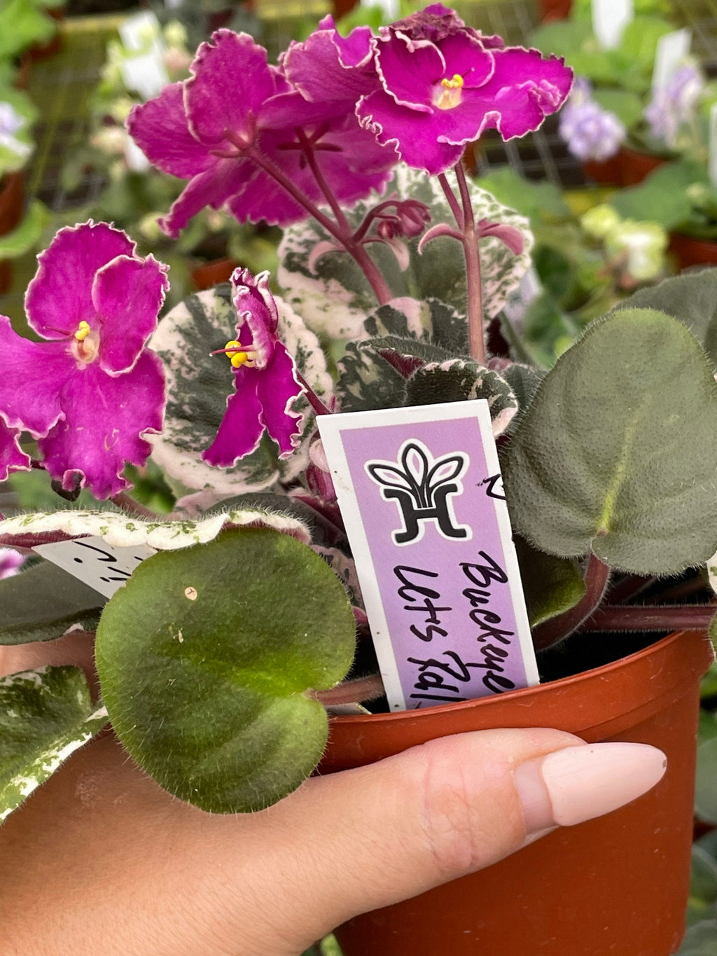 Live house plant variegated bloom Harmonys African Violet Buckeye Lets Roll garden 4 flower Potted gift
