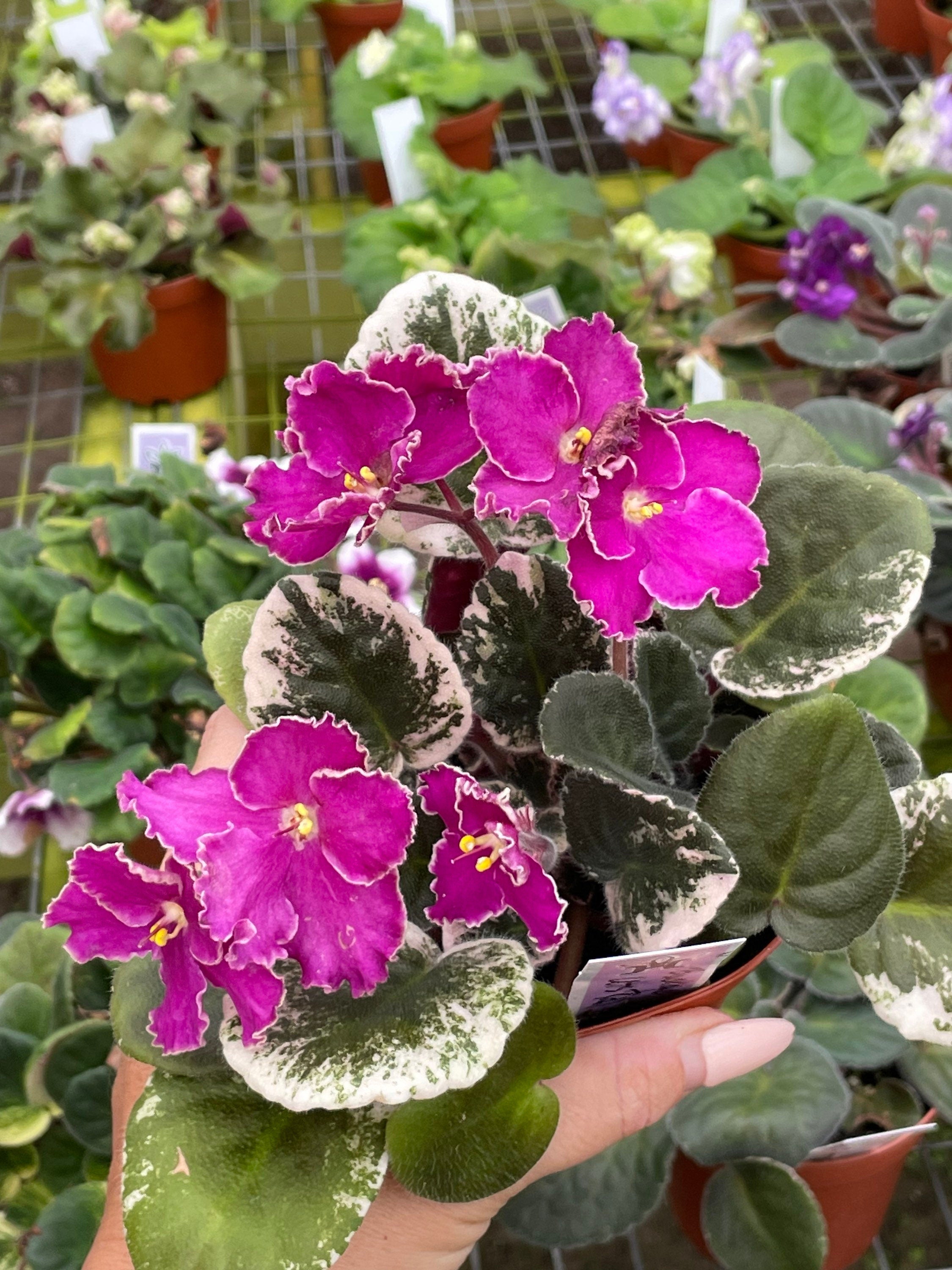 Live house plant variegated bloom Harmonys African Violet Buckeye Lets Roll garden 4 flower Potted gift