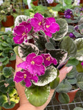 Live house plant variegated bloom Harmonys African Violet Buckeye Lets Roll garden 4 flower Potted gift